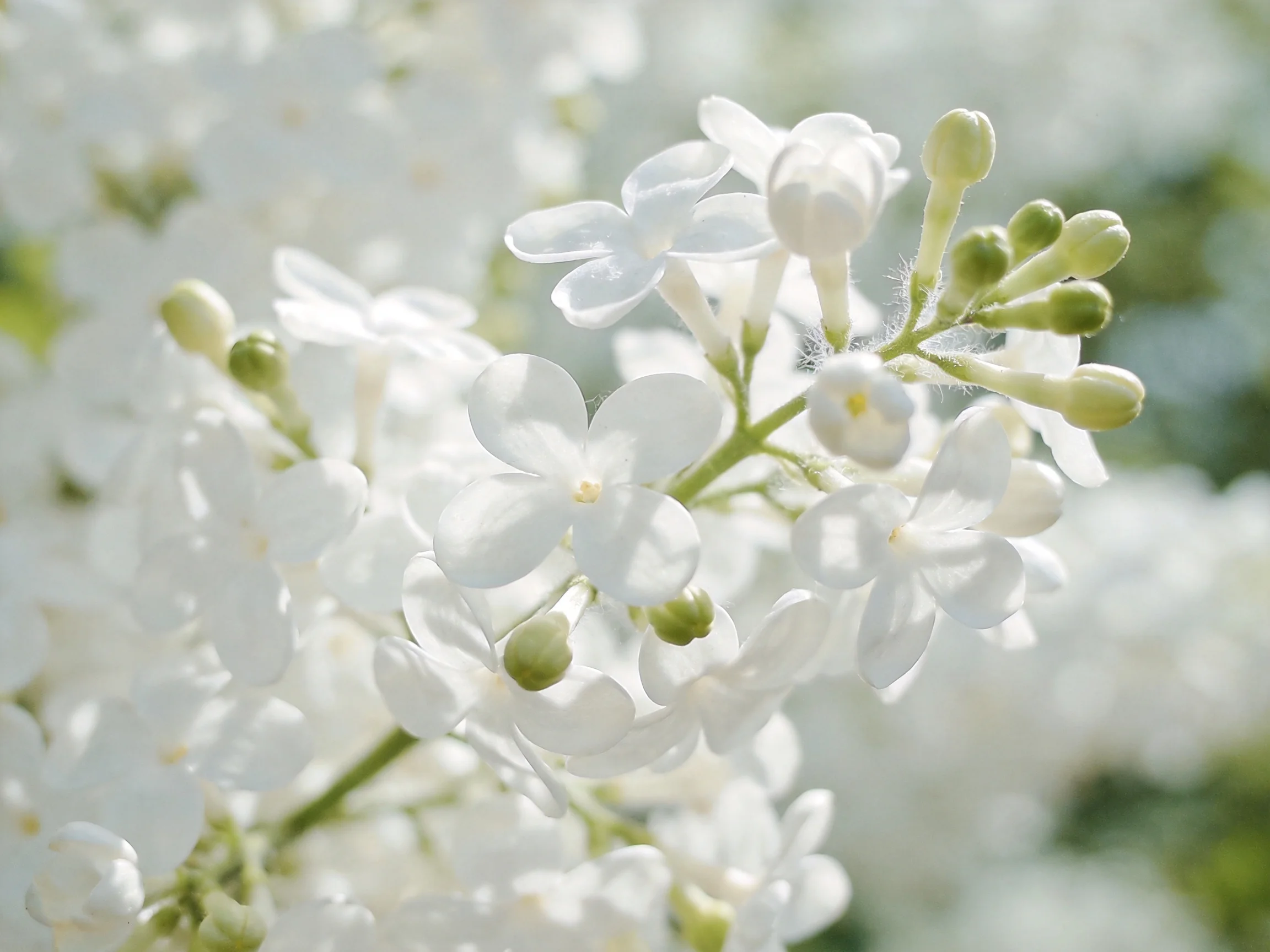 Delicate white lilac blossoms with green buds in soft light