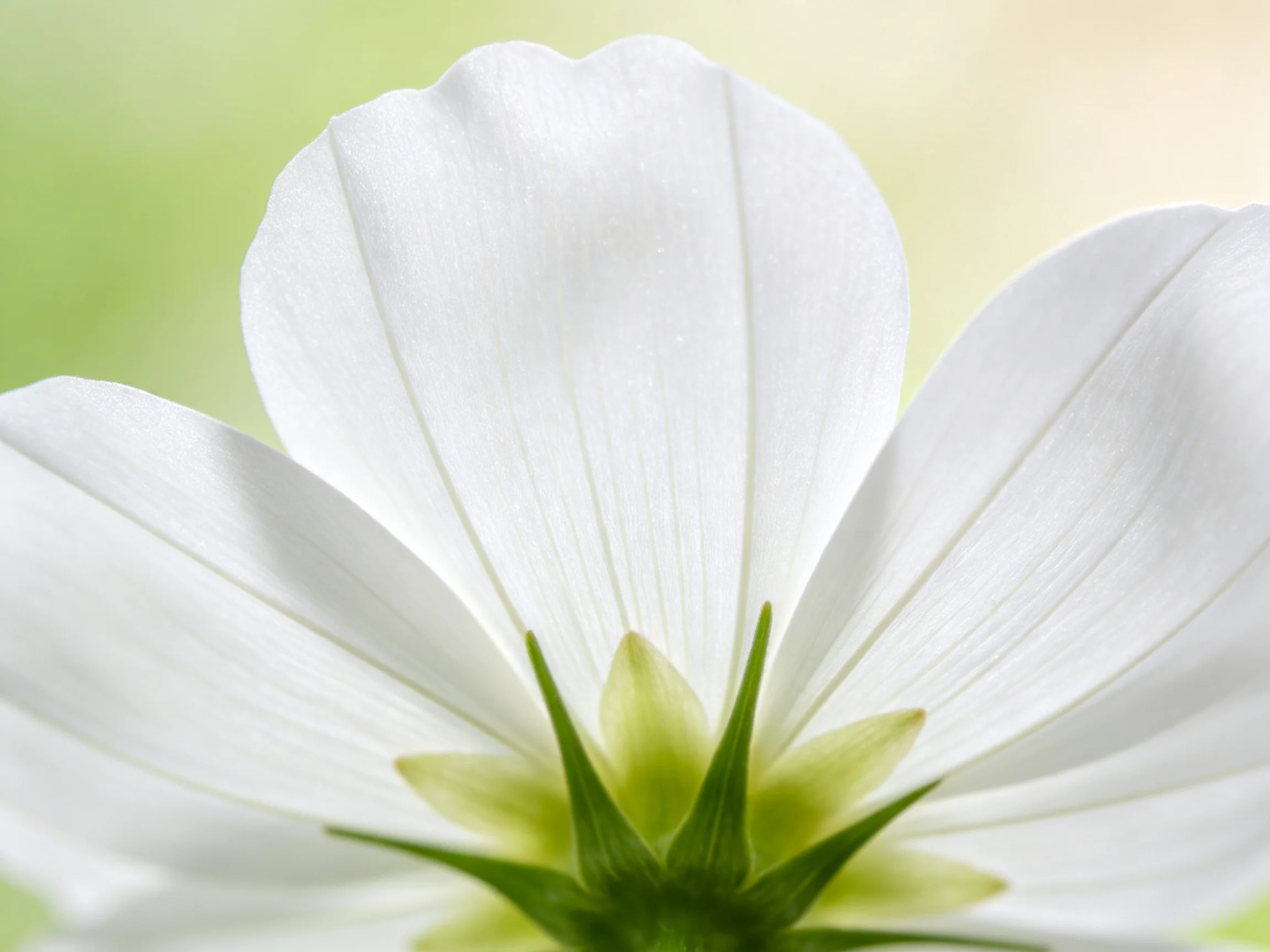 Delicate white petals encircle a vibrant green flower center