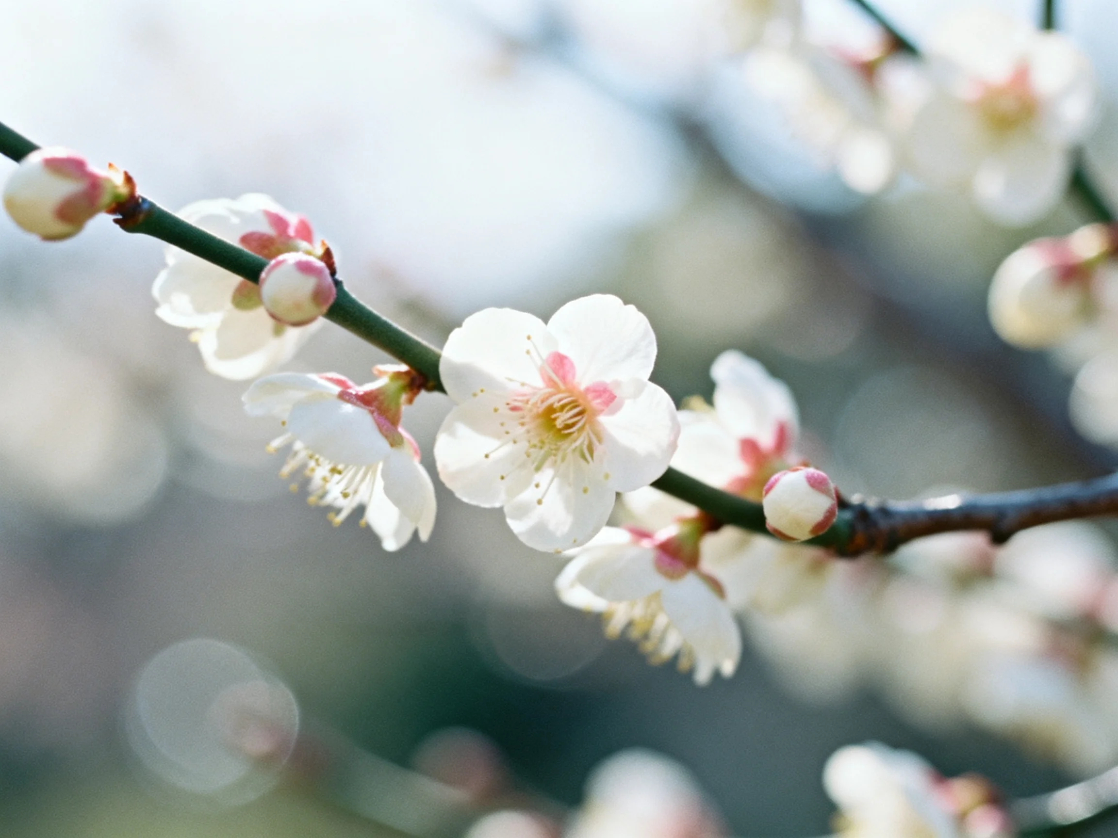 Delicate white plum blossoms with pink centers on slender branches