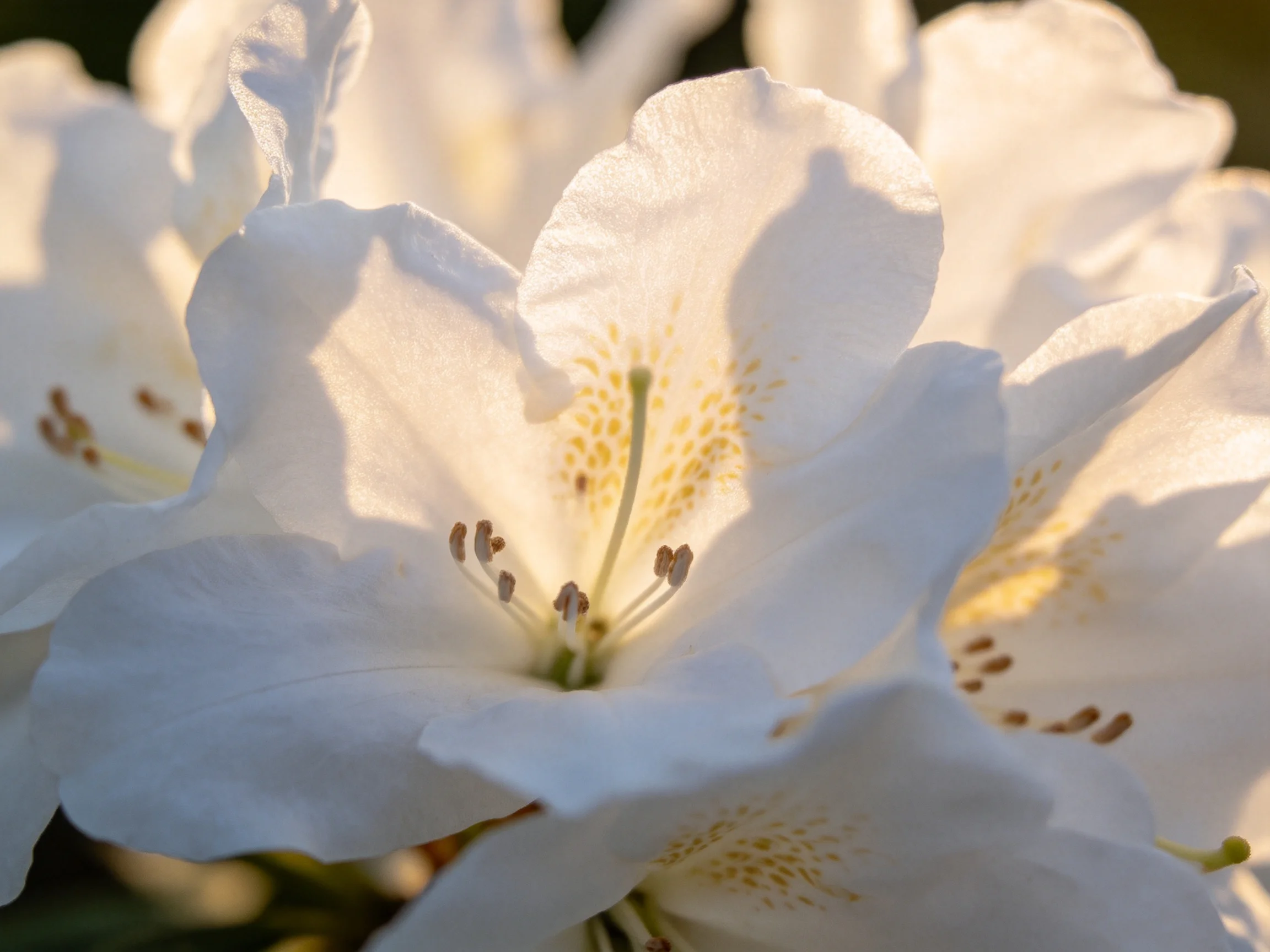 Delicate white rhododendron blooms with golden centers