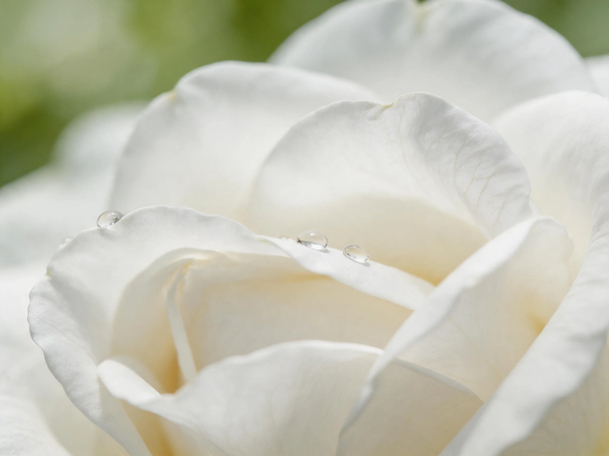 Delicate white rose petals with glistening water droplets