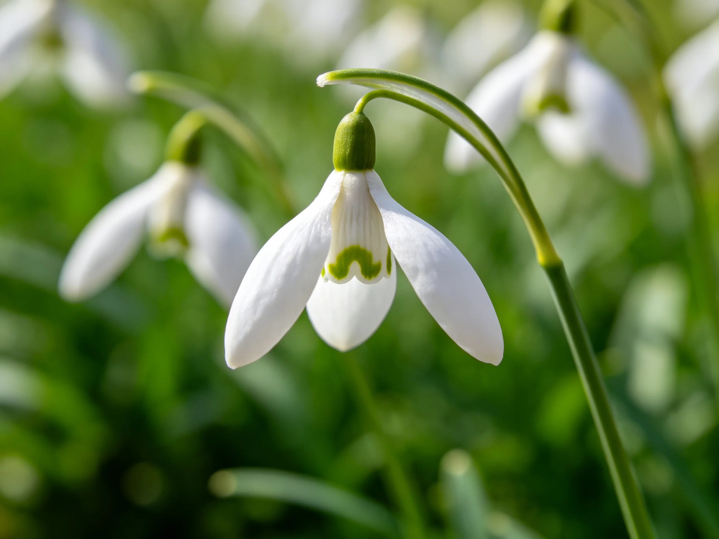 Delicate white snowdrop blooms with green accents amid lush greenery