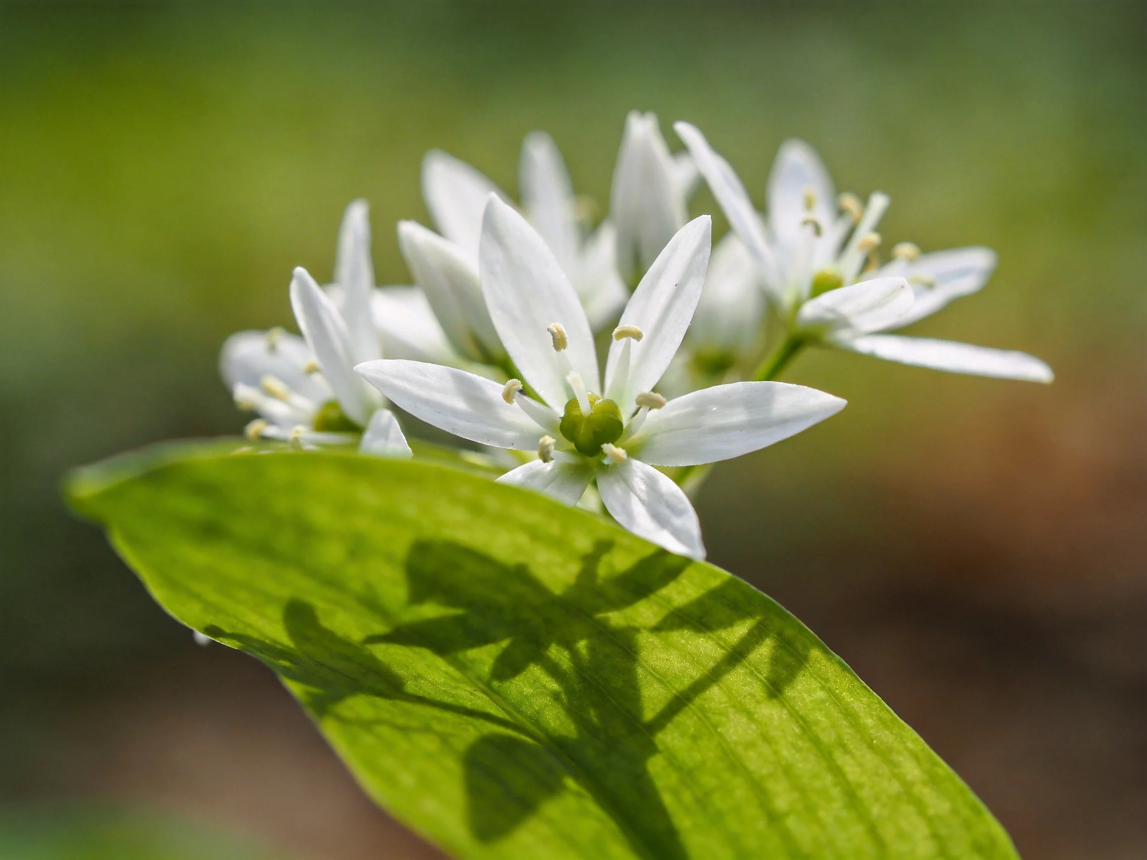 Delicate white star - shaped flowers with a broad green leaf in soft focus