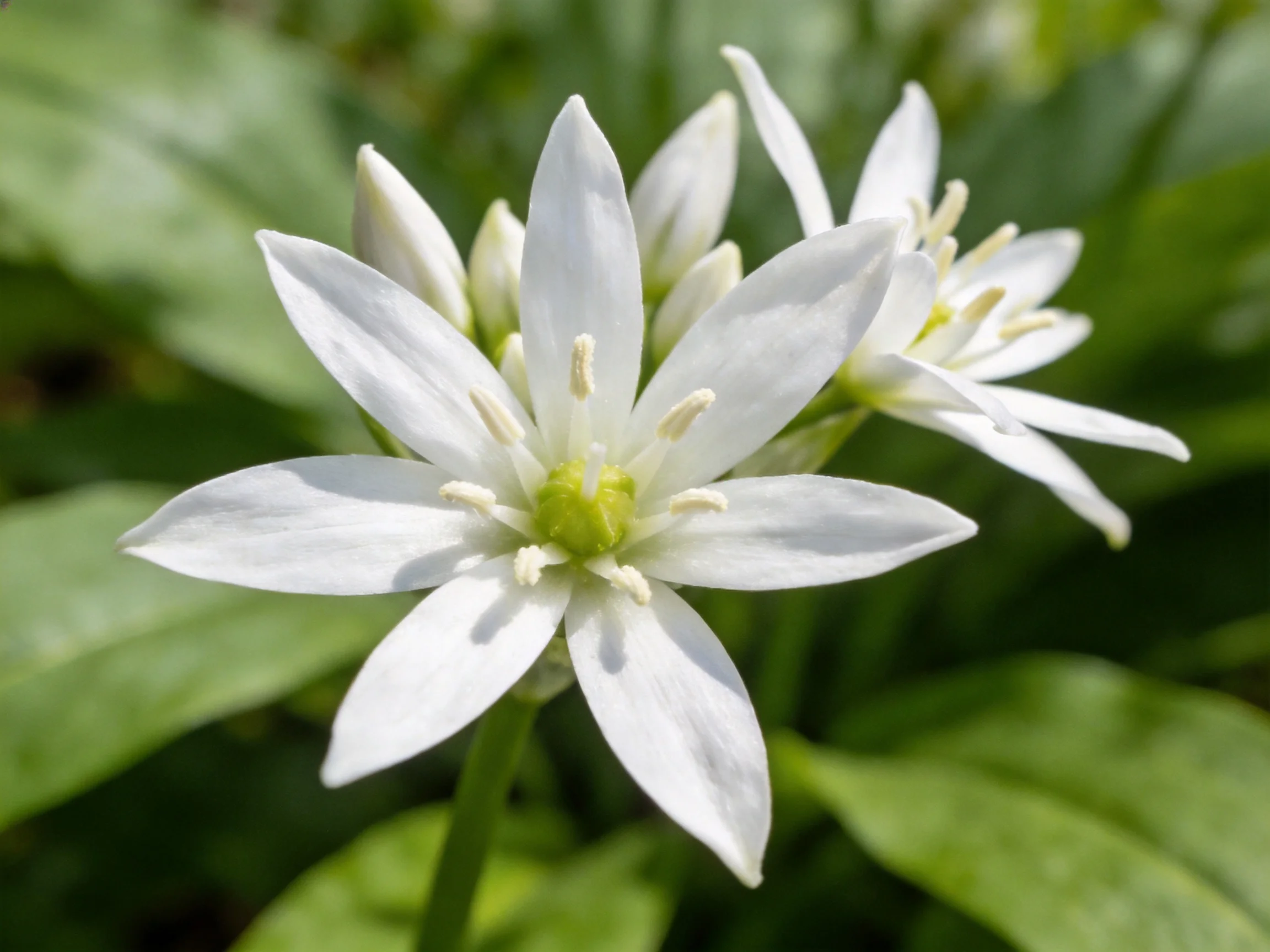 Delicate white star - shaped flowers with green centers amid lush greenery