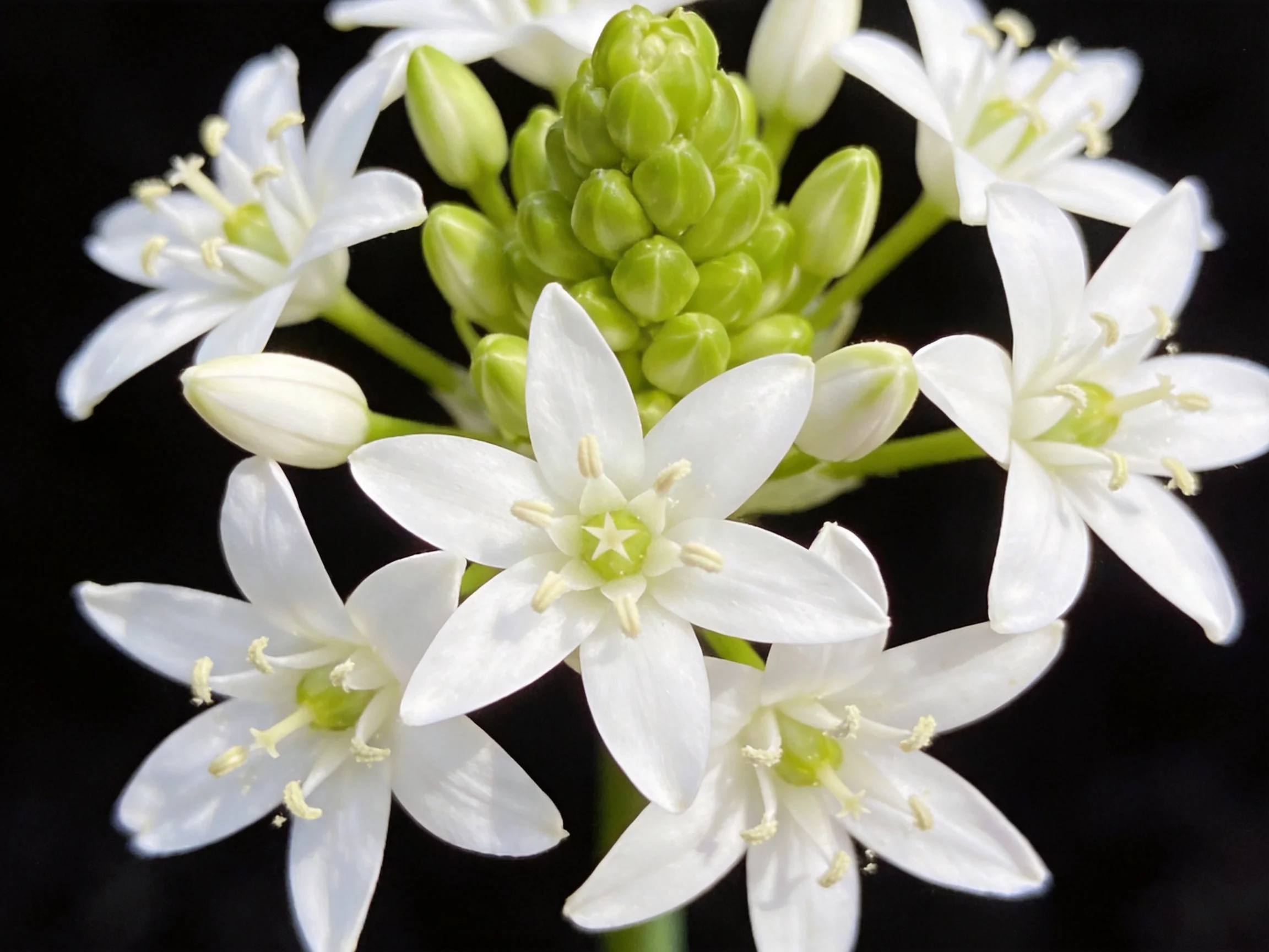 Delicate white star - shaped flowers with green central cluster