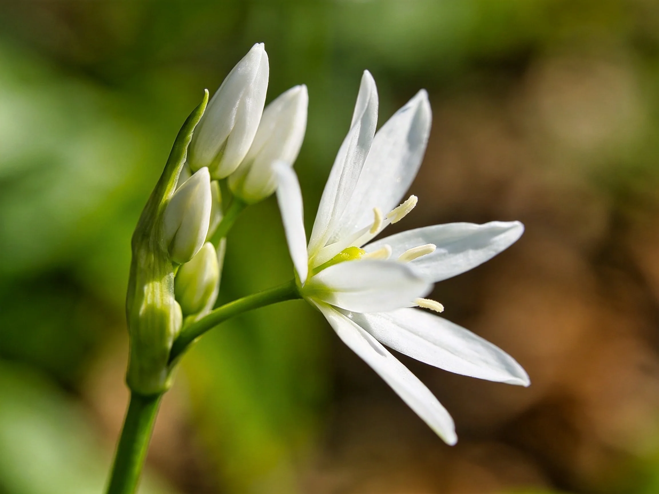 Delicate white star - shaped flowers with unopened buds