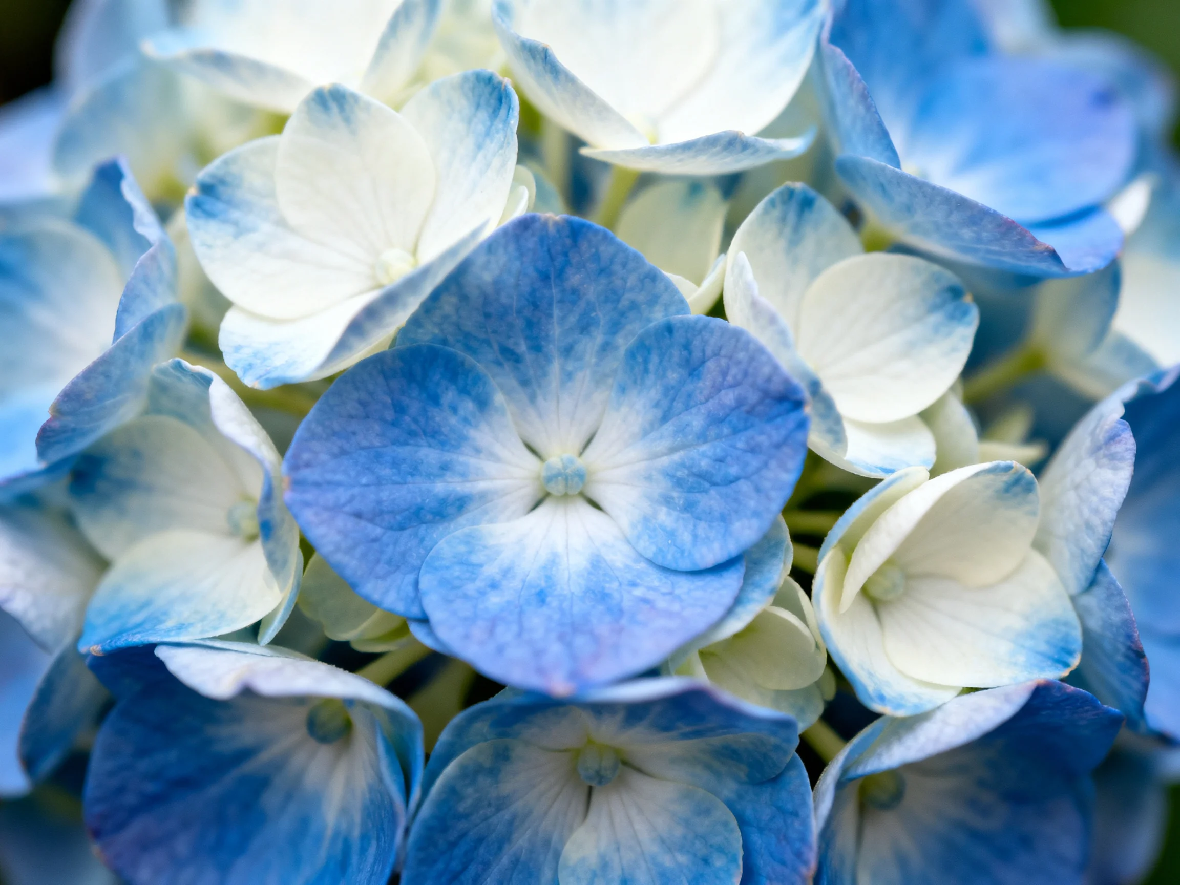 Dense cluster of blue and white hydrangea blossoms with soft color variations