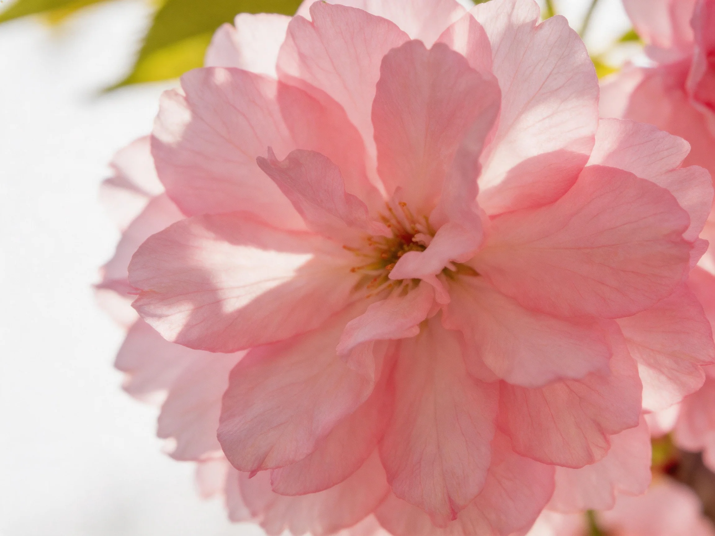 Dense cluster of delicate pink cherry blossom petals against bright backdrop