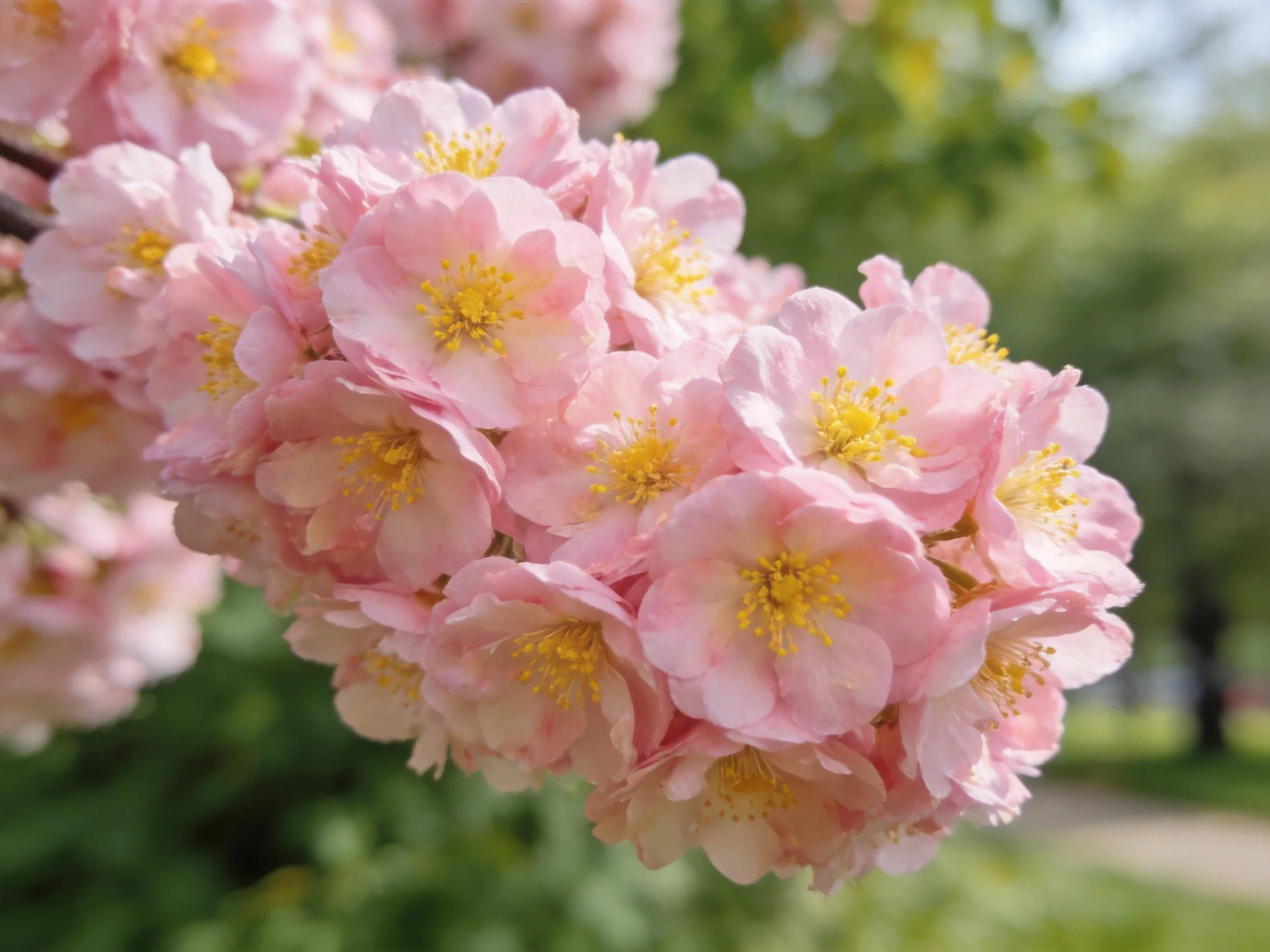 Dense cluster of soft pink cherry blossoms with yellow centers