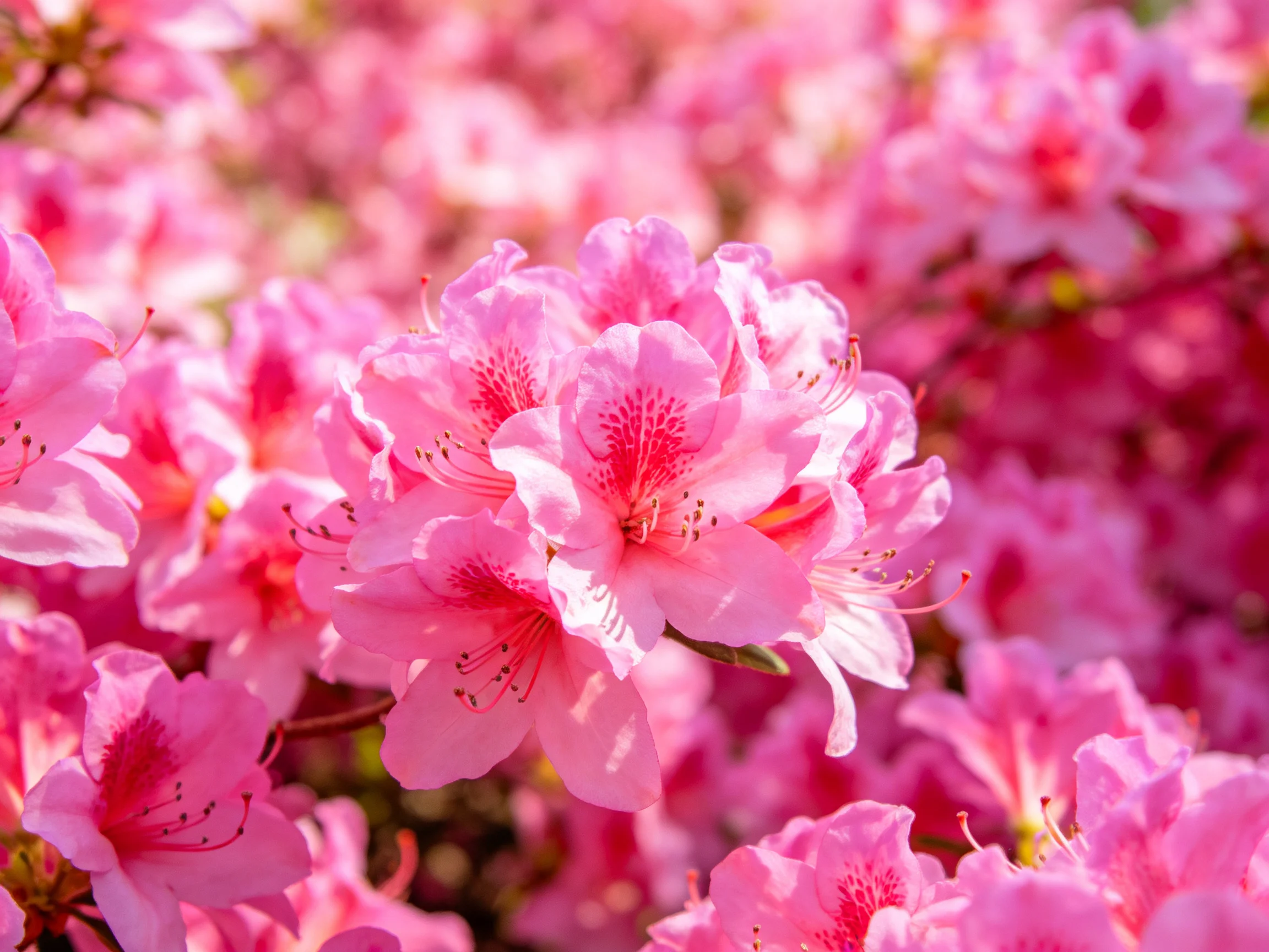 Dense cluster of vibrant pink azalea flowers blooms in bright sunlight