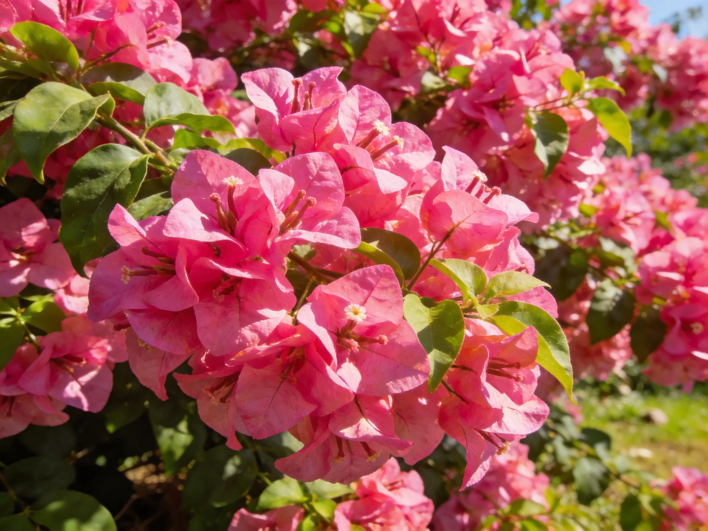 Dense cluster of vibrant pink bougainvillea flowers under sunny conditions