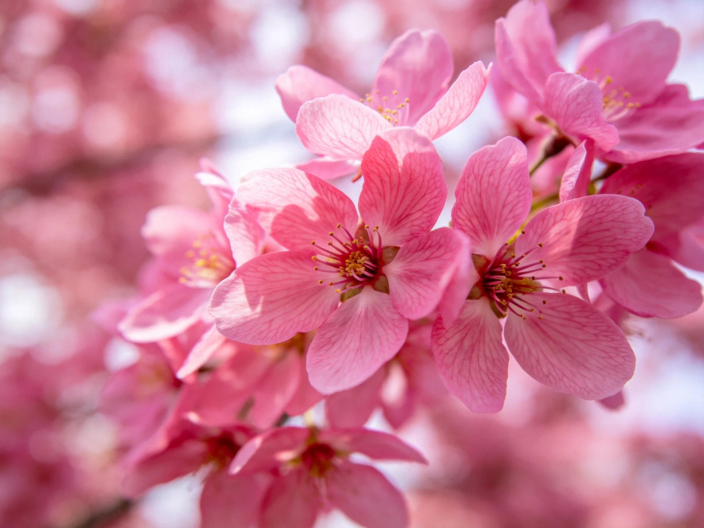 Dense cluster of vibrant pink cherry blossoms with soft bokeh backdrop