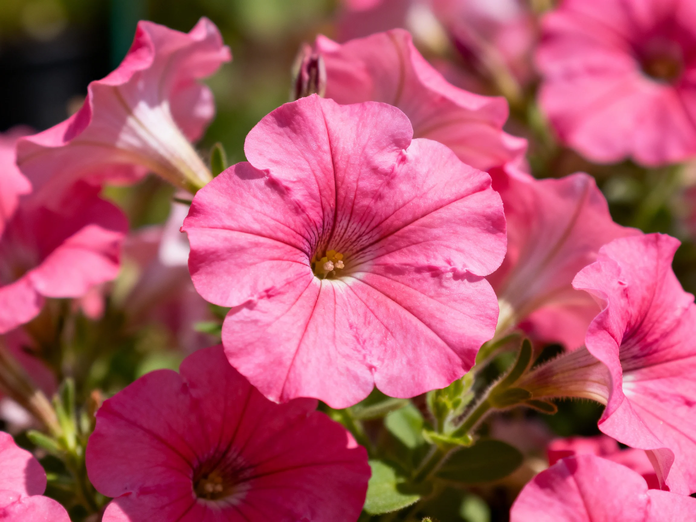 Dense cluster of vibrant pink petunia blossoms in sunlight