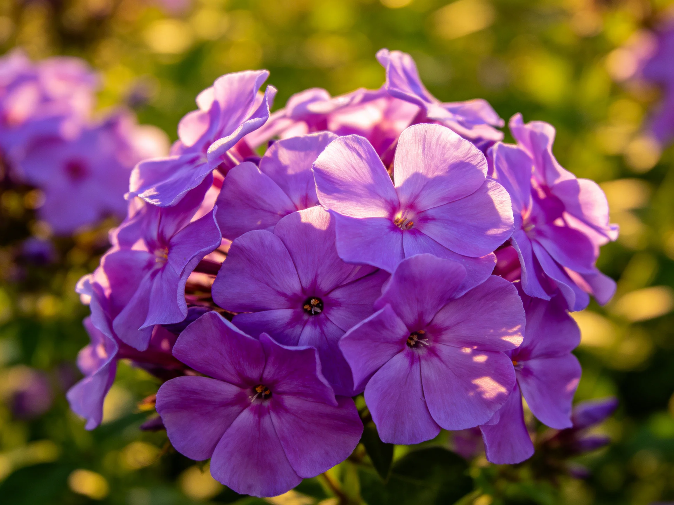 Dense cluster of vibrant purple phlox flowers in a sunlit garden