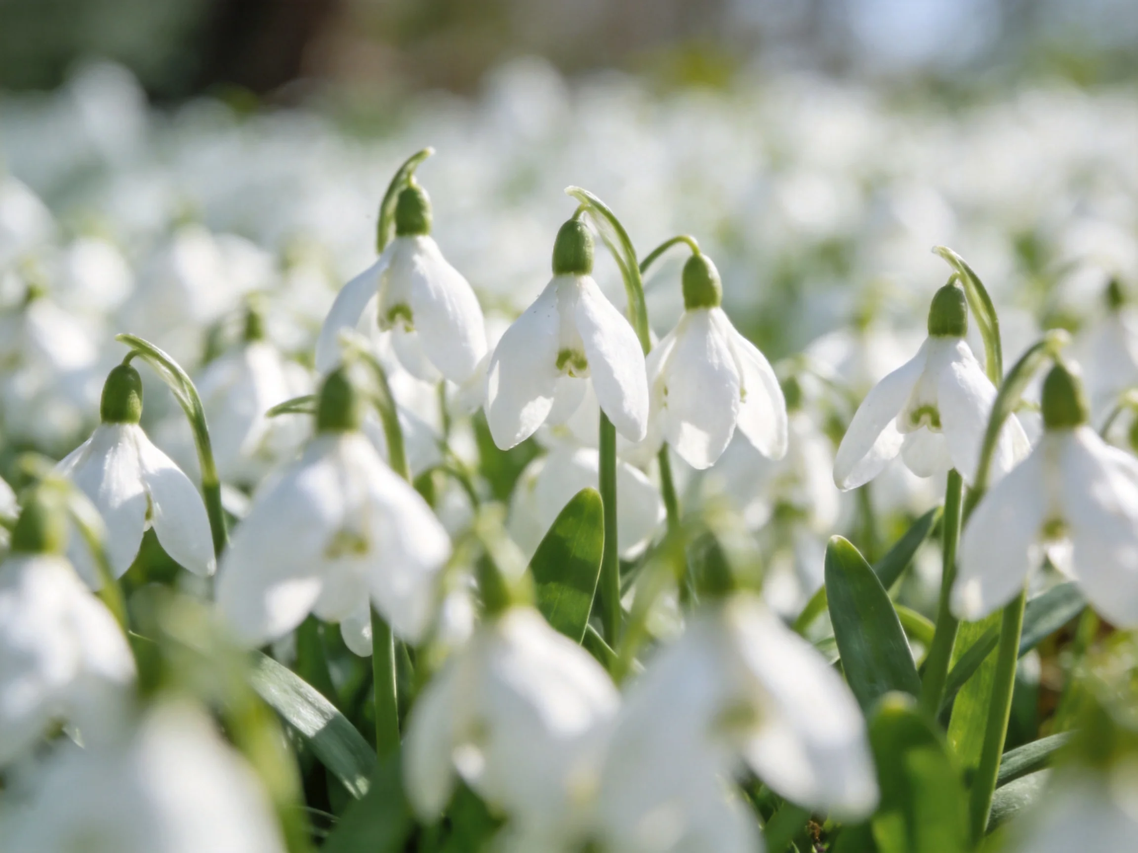 Dense cluster of white snowdrop flowers blooming in soft light