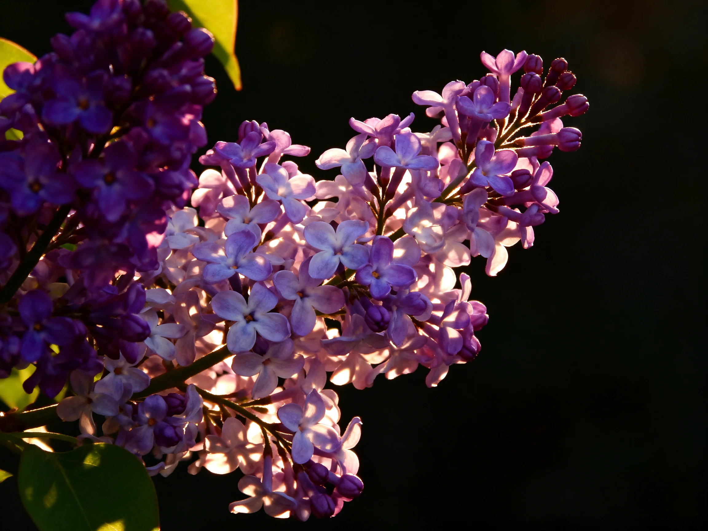 Dense clusters of purple and lavender lilac blooms illuminated by sunlight