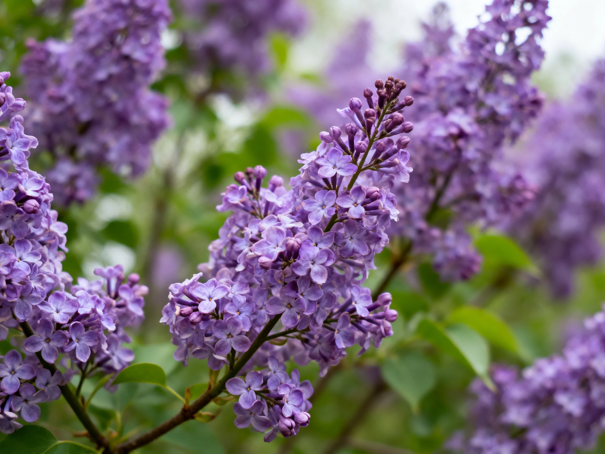 Dense clusters of vibrant purple lilac blooms with green foliage