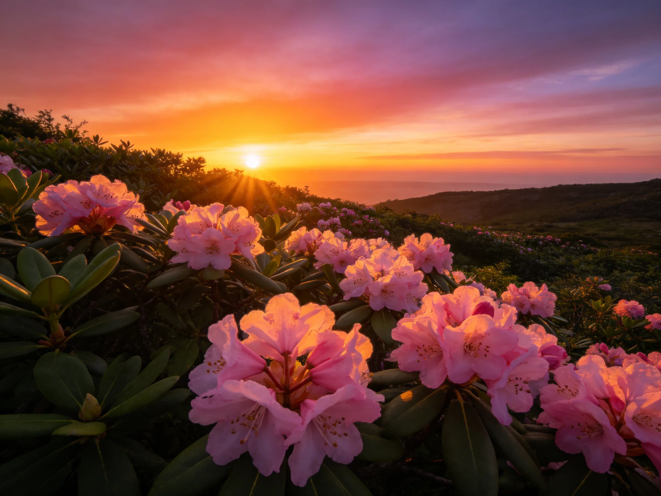 Dense pink rhododendron blooms beneath a vibrant sunset sky