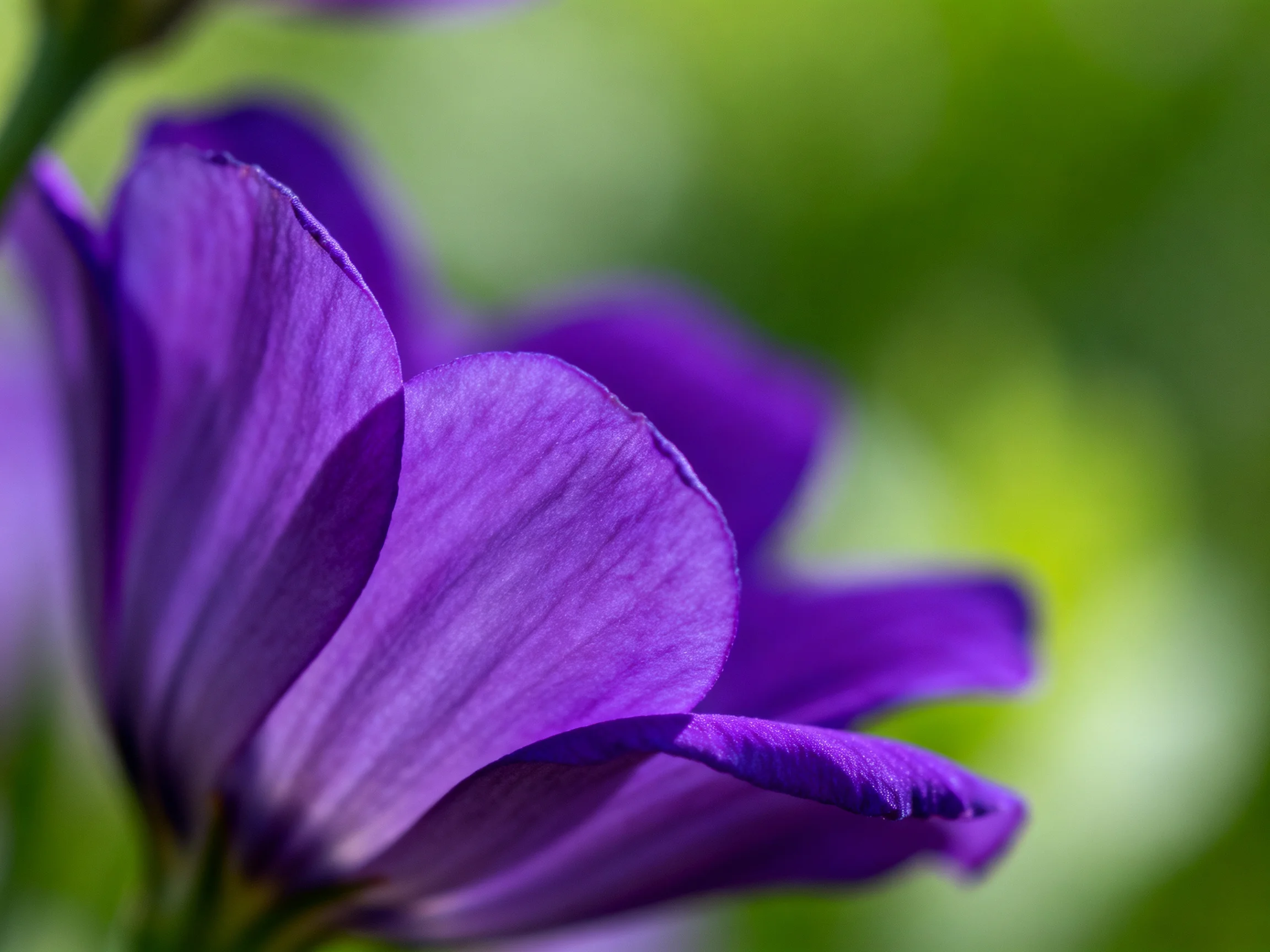 Detailed close-up of rich purple flower petals against soft green bokeh