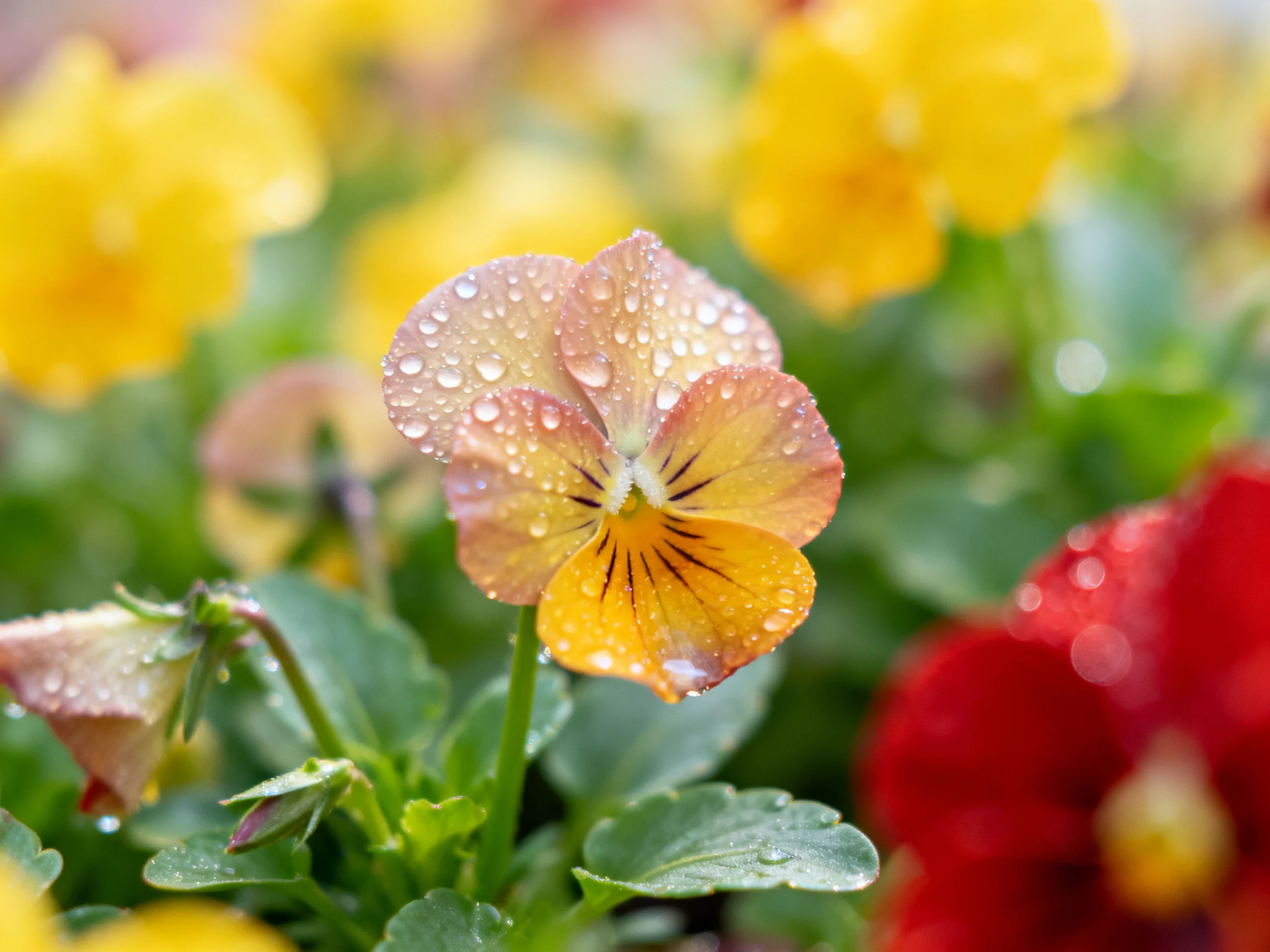 Dew-laden pansy bloom amid yellow and red flowers