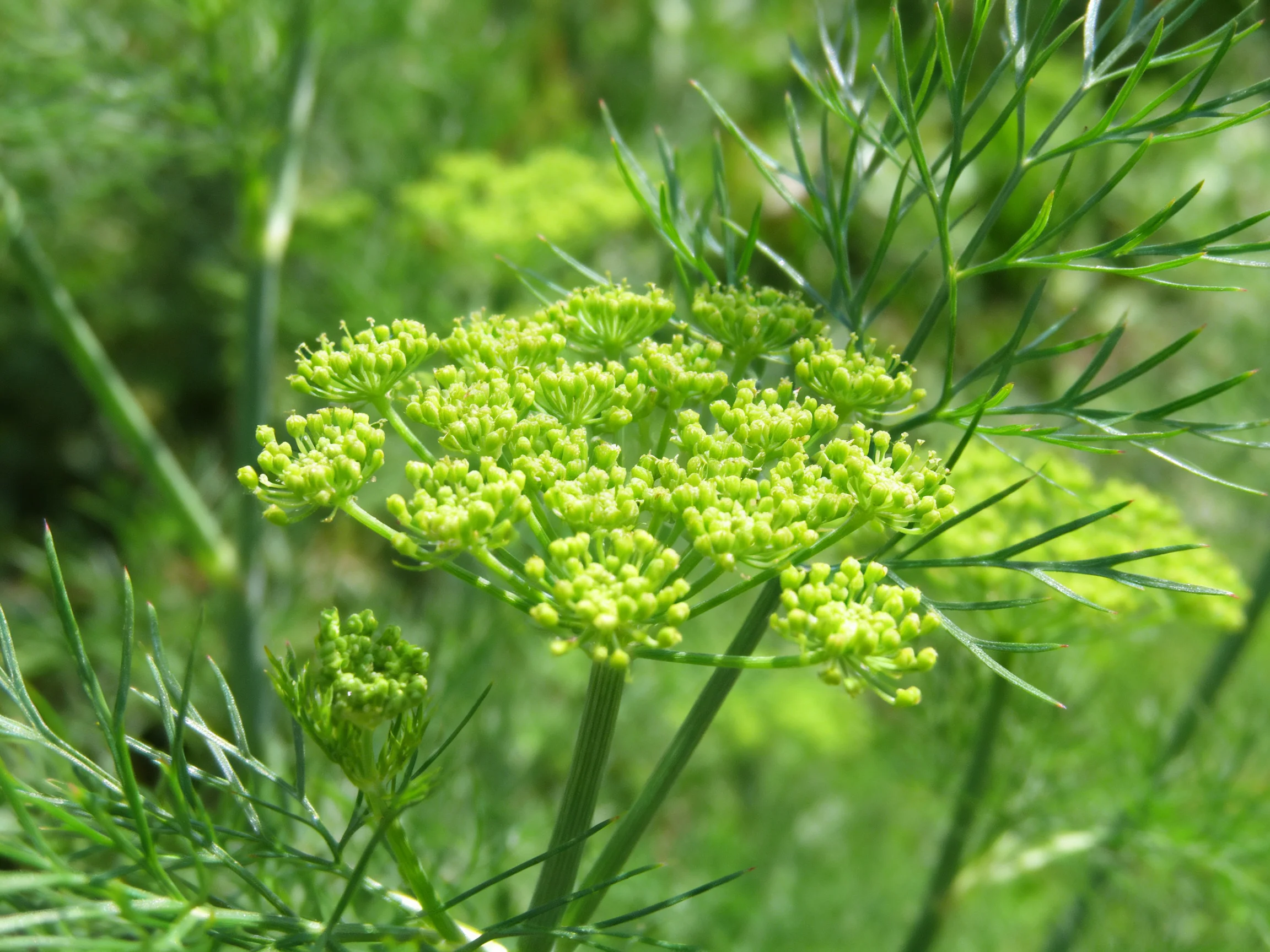 Dill plant with clustered small green blooms and fern-like foliage
