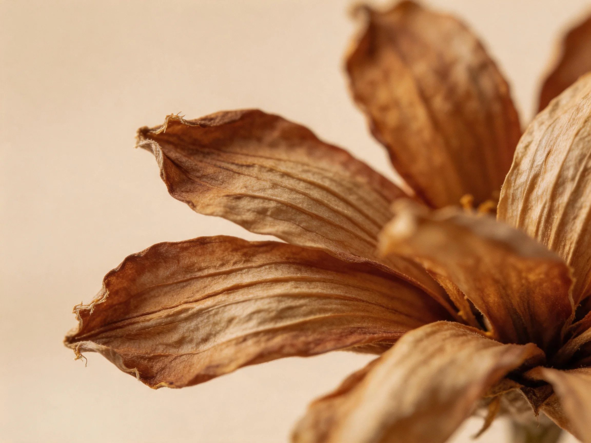 Dried brown flower petals with wrinkled, textured details