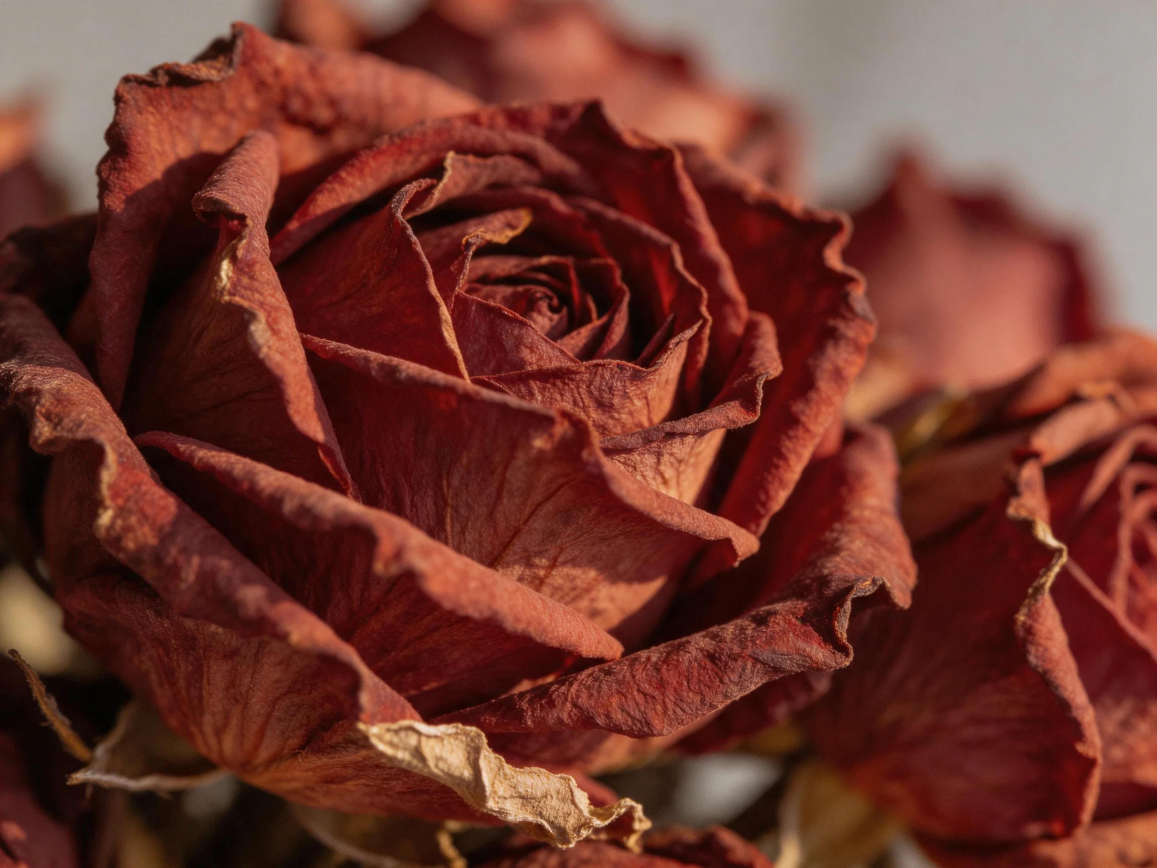 Dried reddish-brown roses with curled, wilted petals
