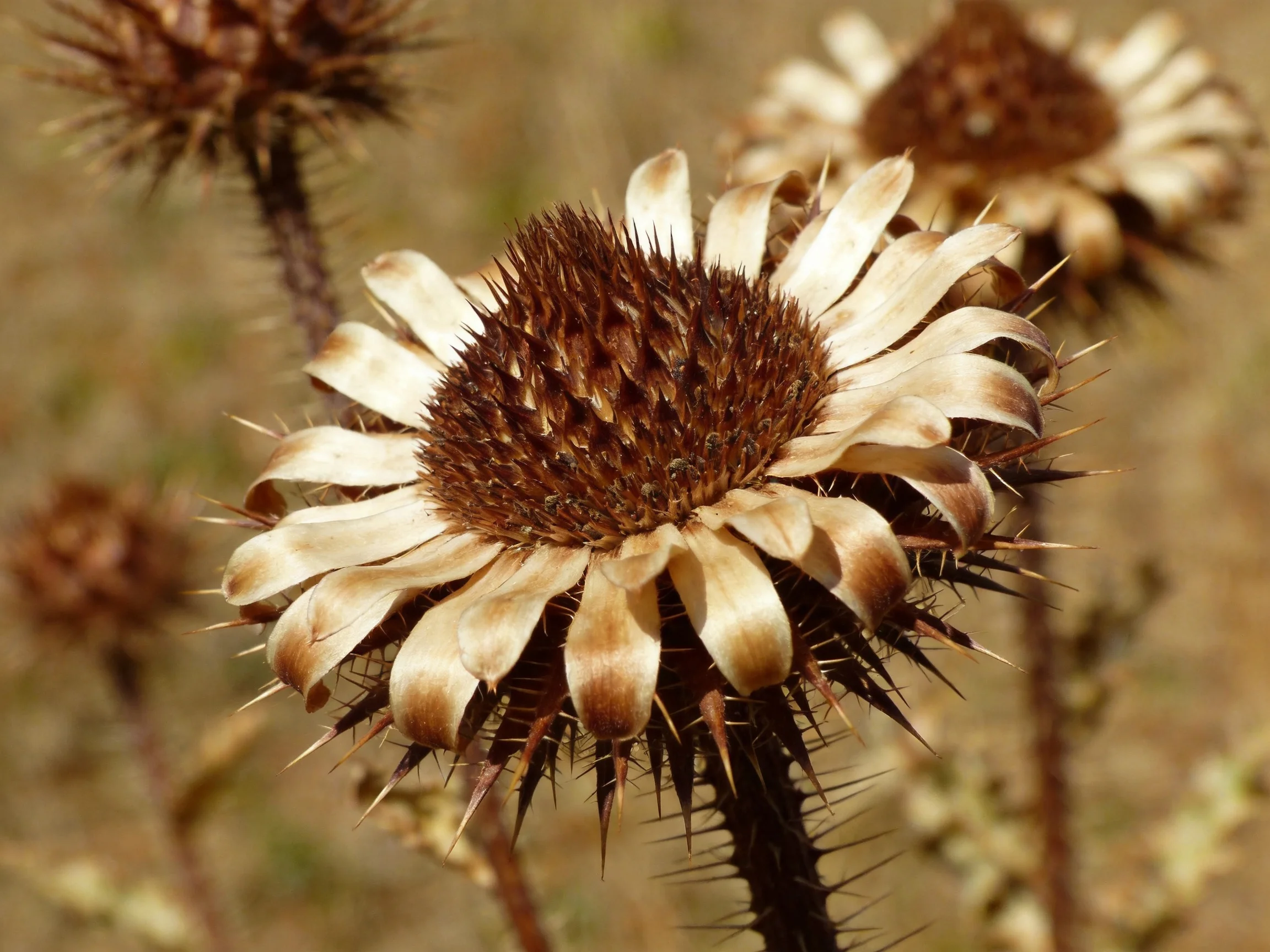 Dried spiky flowers with brown and tan petals