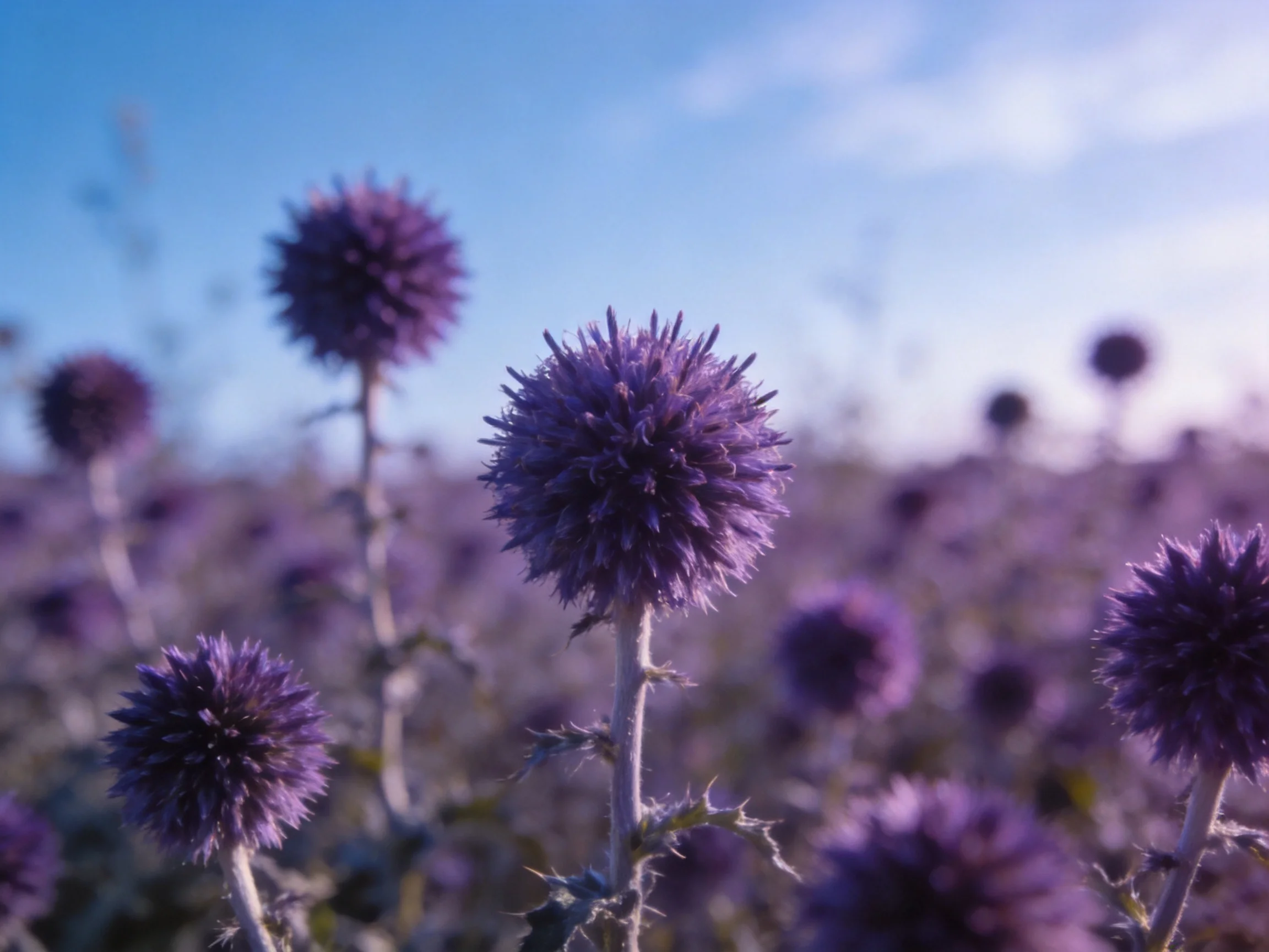 Field of spherical purple thistles under a clear blue sky
