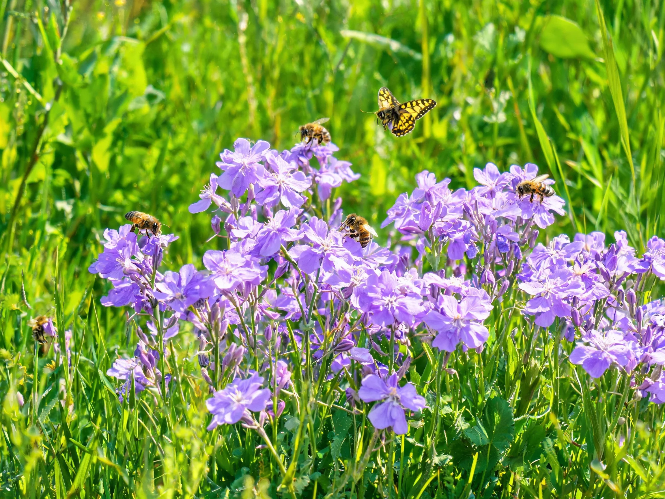 Five bees and a butterfly gather nectar from vibrant purple wildflowers