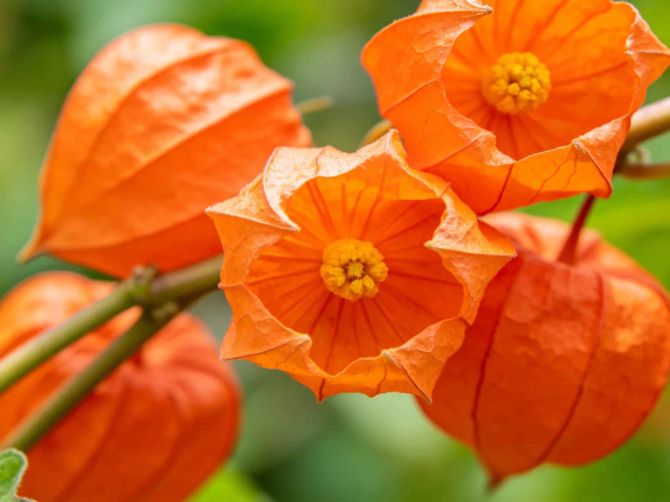 Five bright orange lantern flowers cluster on a branch with soft green blur