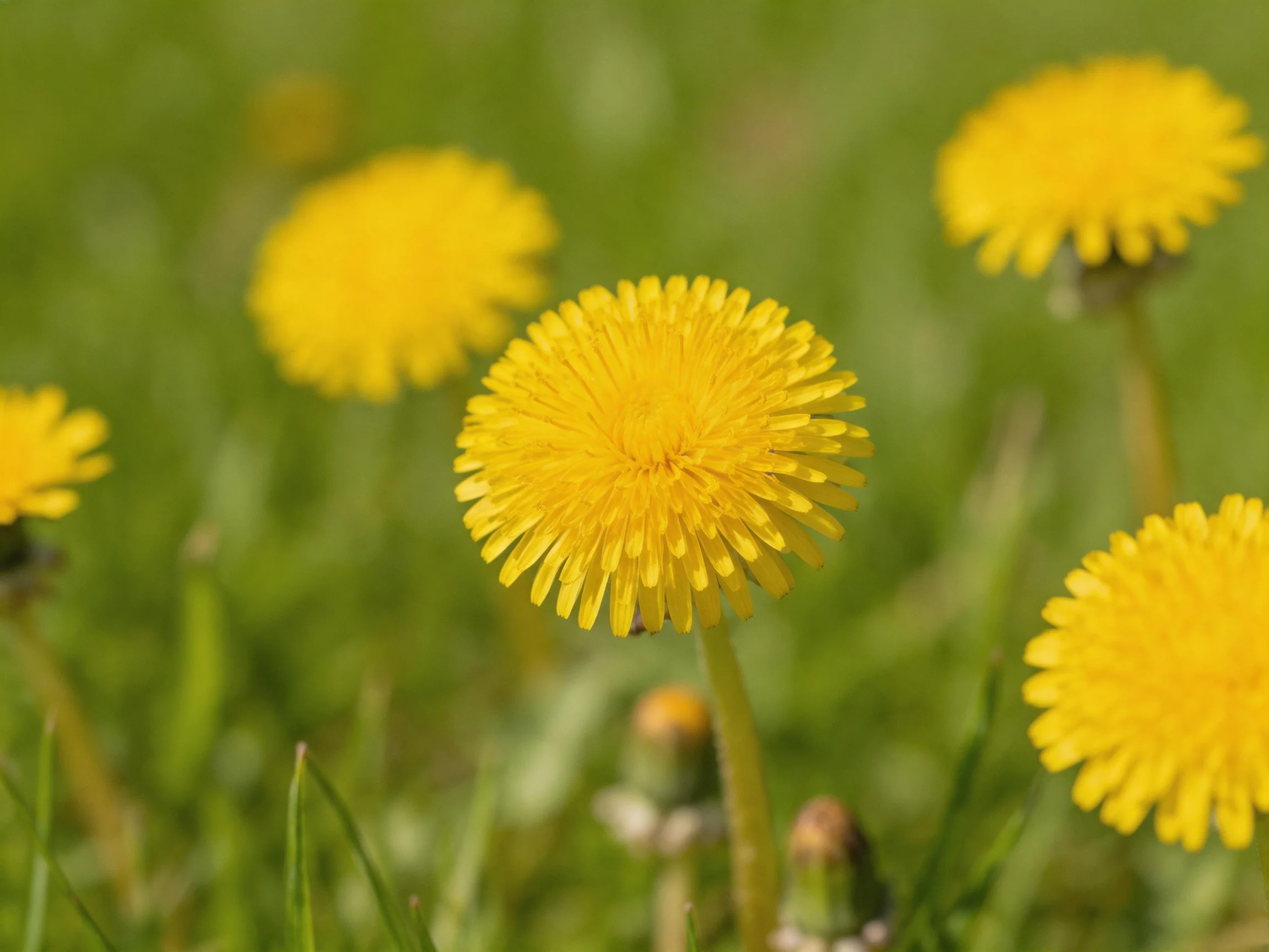 Five bright yellow dandelion blooms amidst lush green grass
