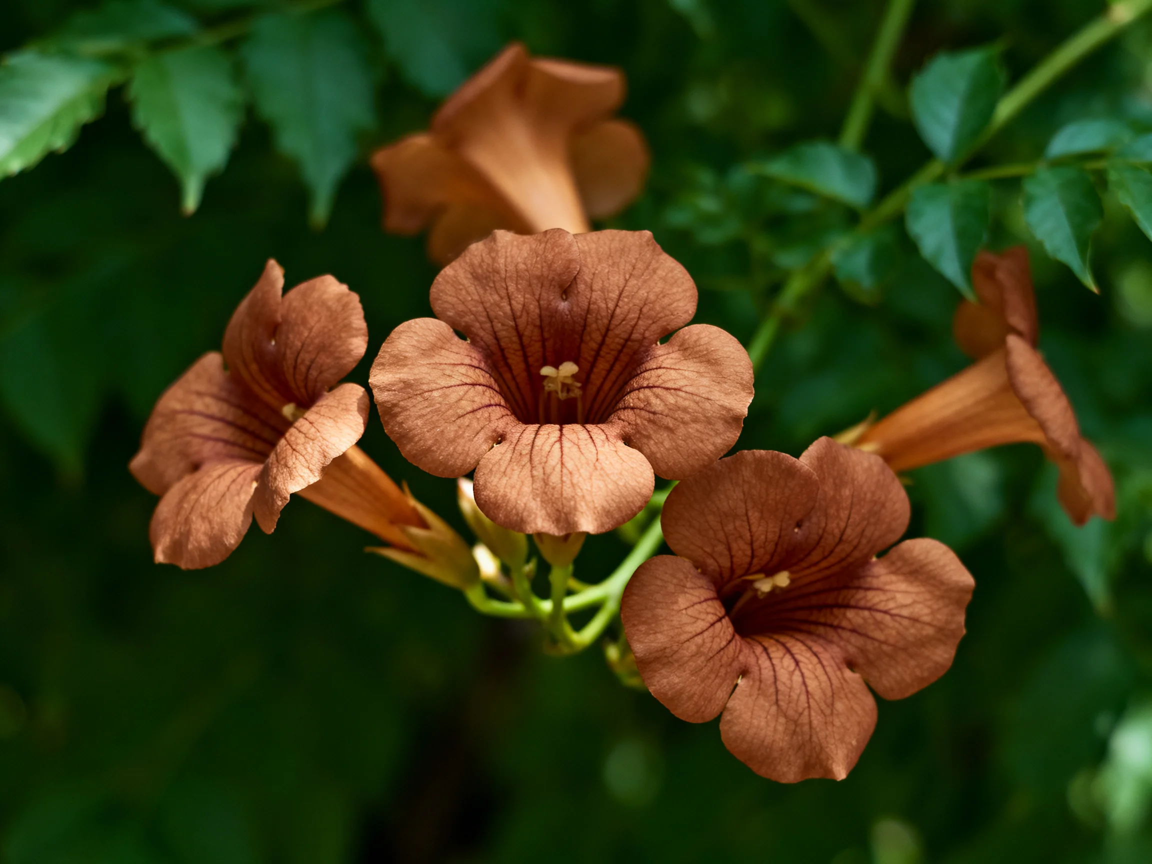 Five brown trumpet flowers with green foliage