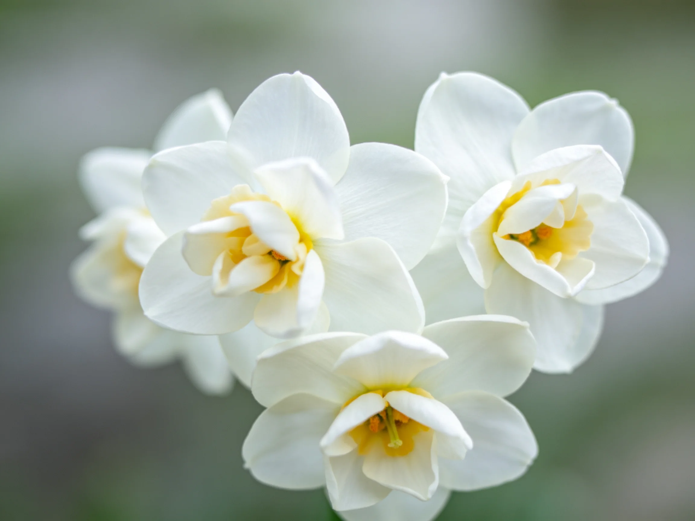 Five delicate white narcissus blooms with yellow centers