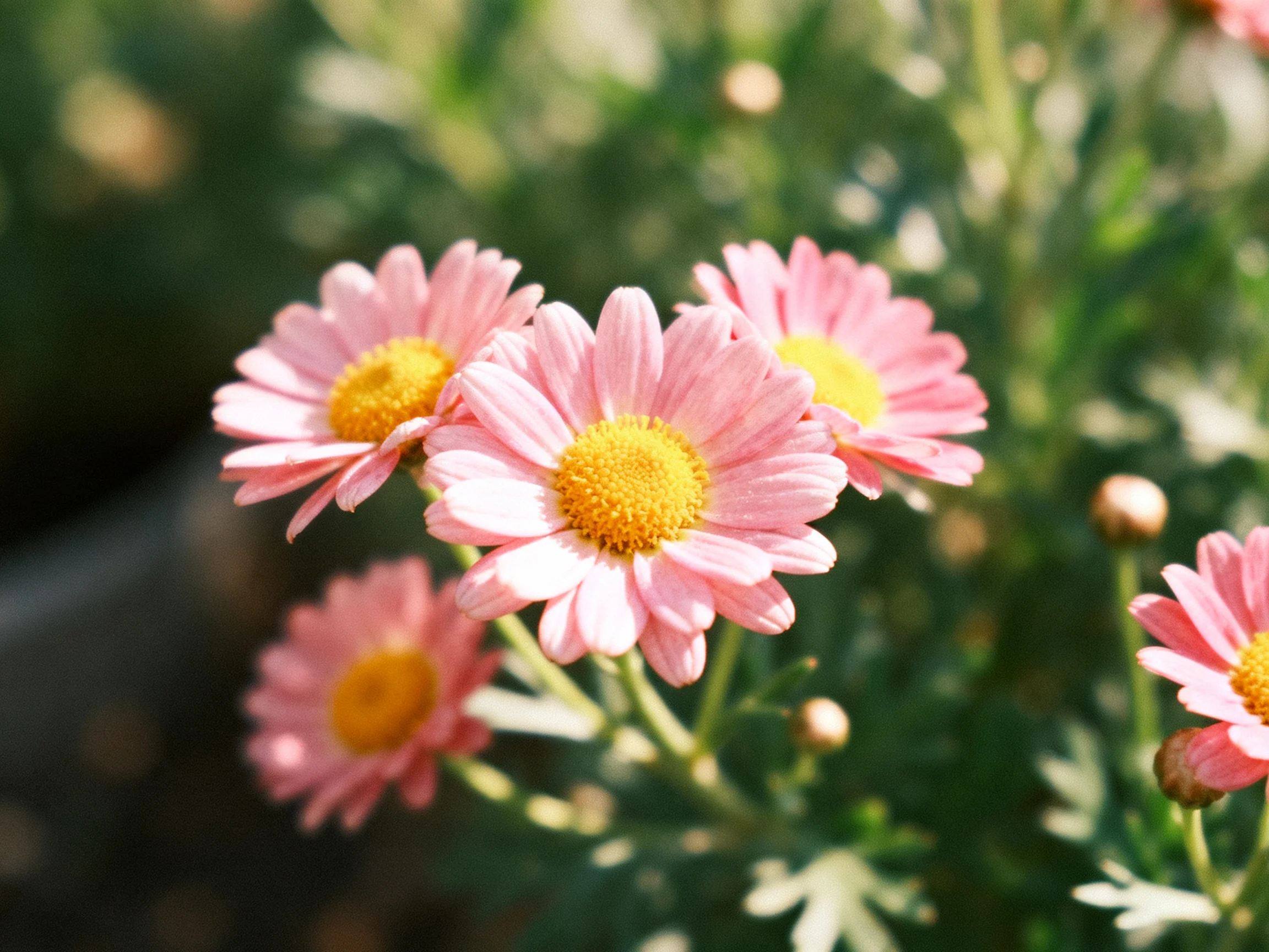 Five pink daisies with golden centers bloom among green foliage