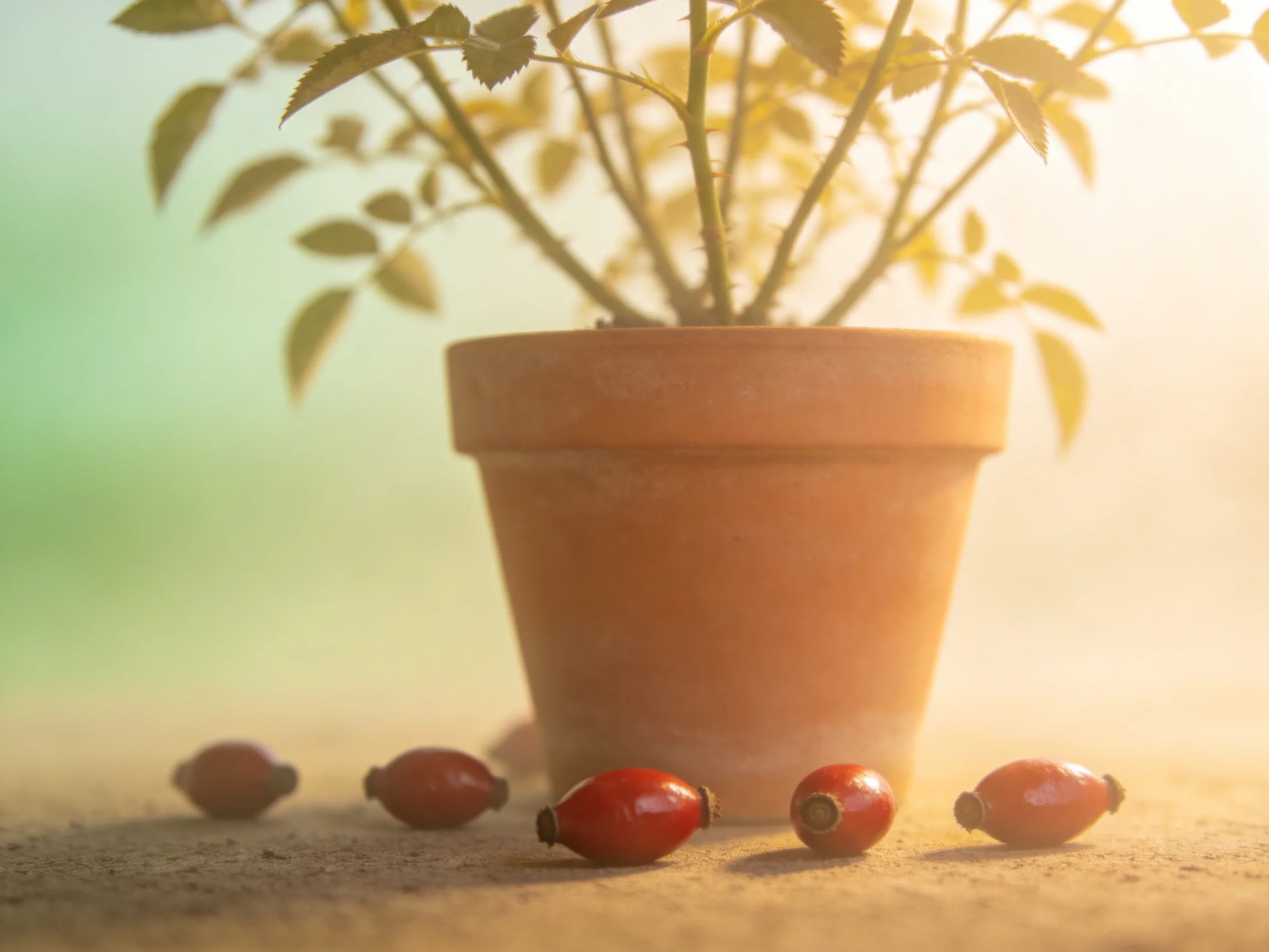 Five red rose hips near a terracotta potted plant with green leaves