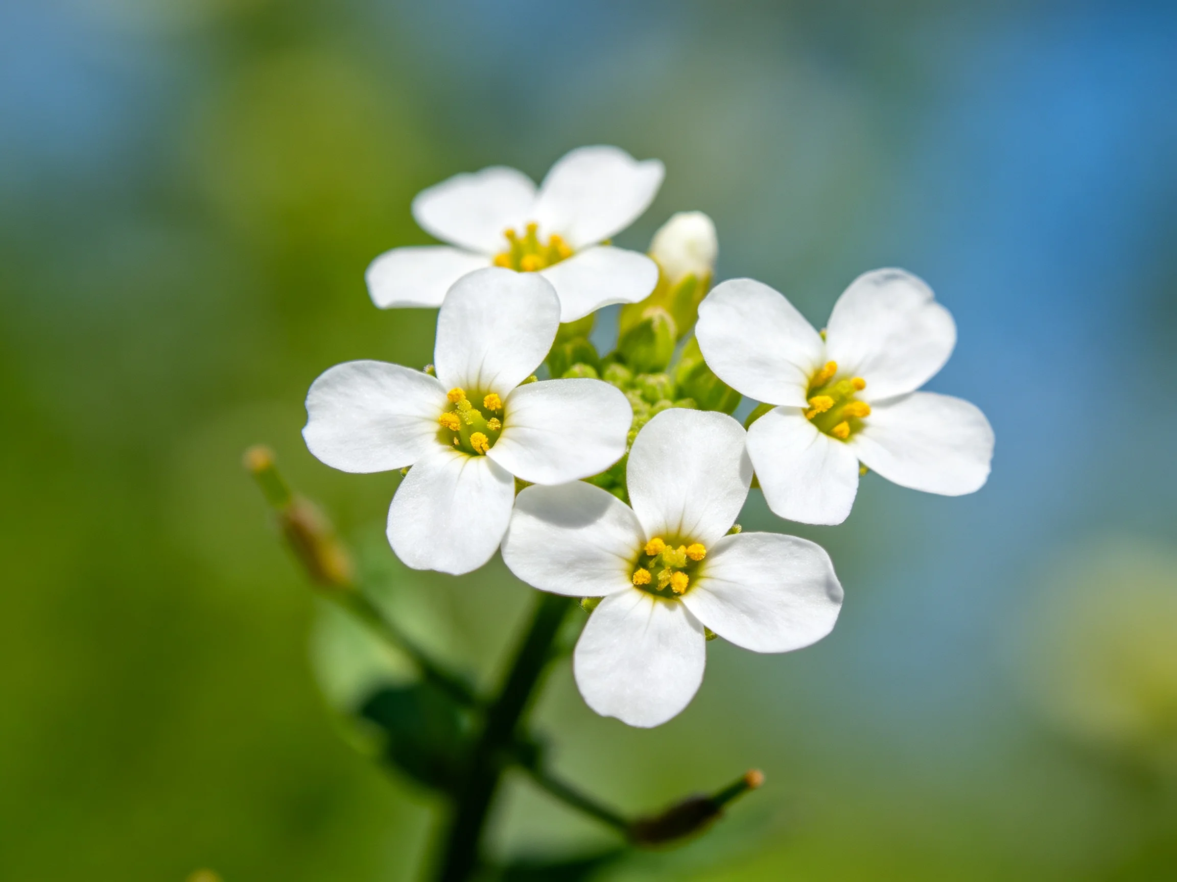Five small white flowers with yellow centers against a blurred natural backdrop