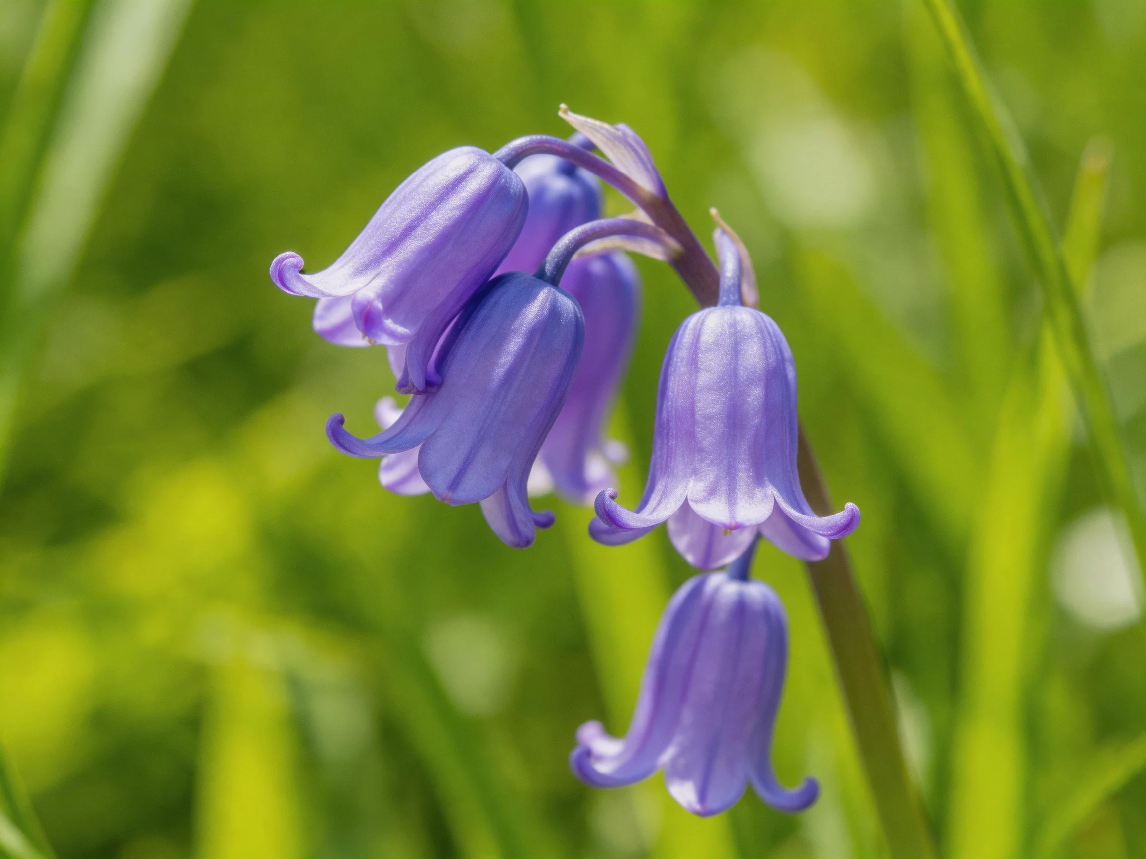 Five vibrant purple bellflowers bloom among lush green foliage