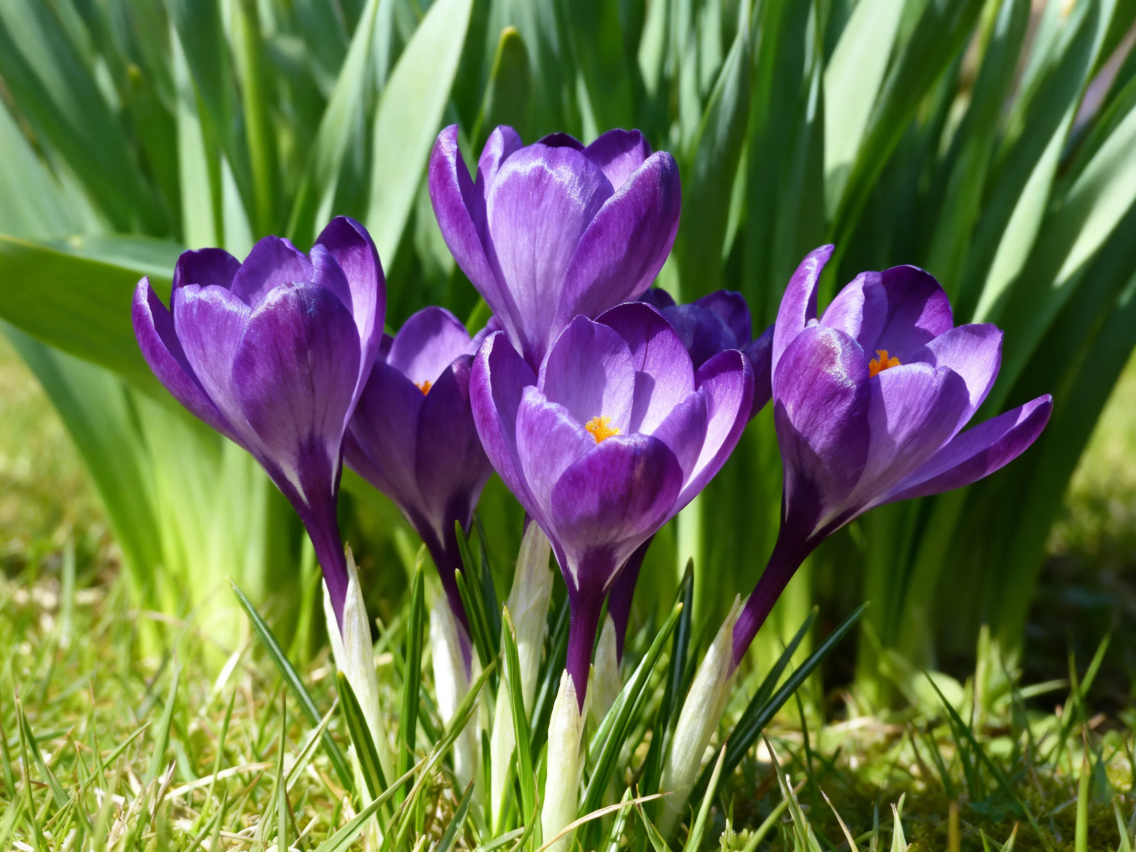Five vibrant purple crocus flowers bloom among lush green foliage