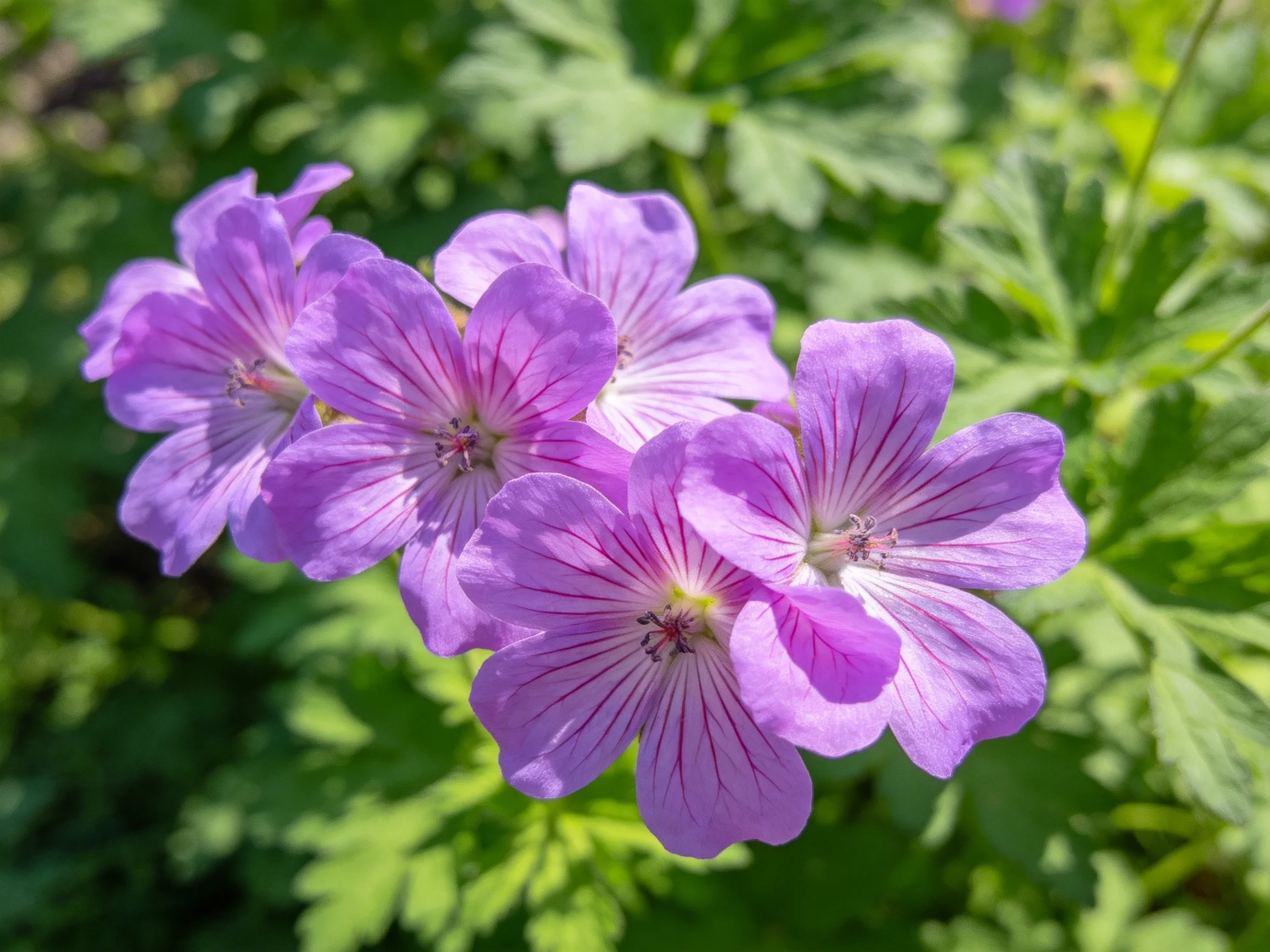 Five vibrant purple flowers bloom amid dense green foliage