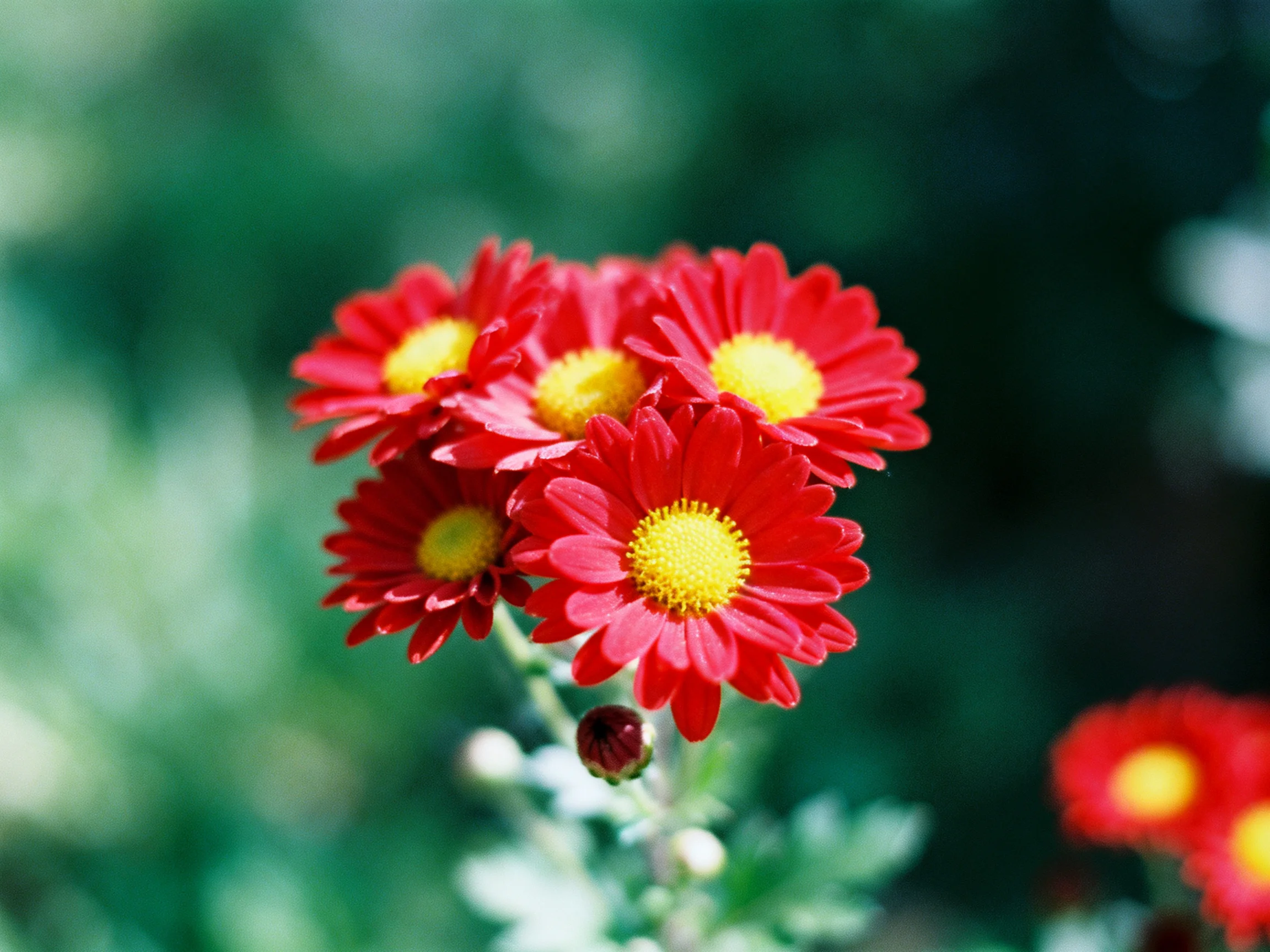 Five vibrant red flowers with bright yellow centers against a blurred green backdrop