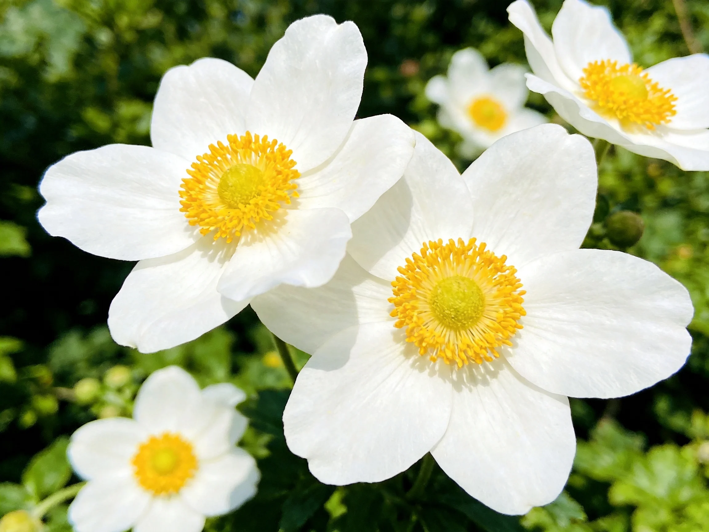 Five white anemones with bright yellow centers bloom among green foliage