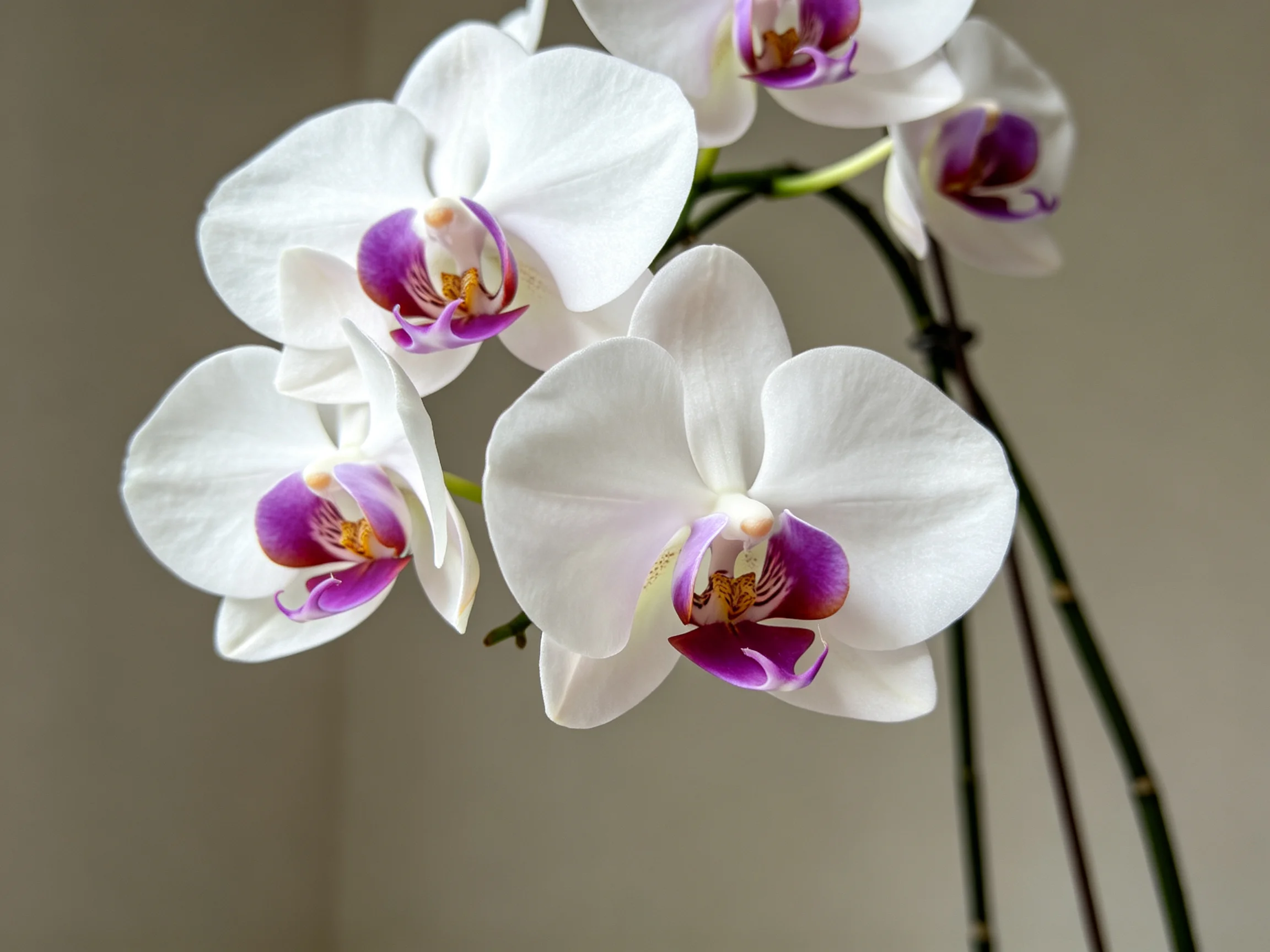 Five white orchids with purple centers bloom against a neutral backdrop