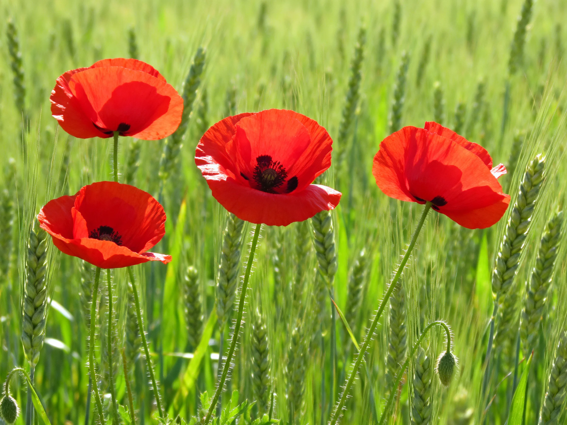 Four bright red poppies amidst tall green wheat stalks