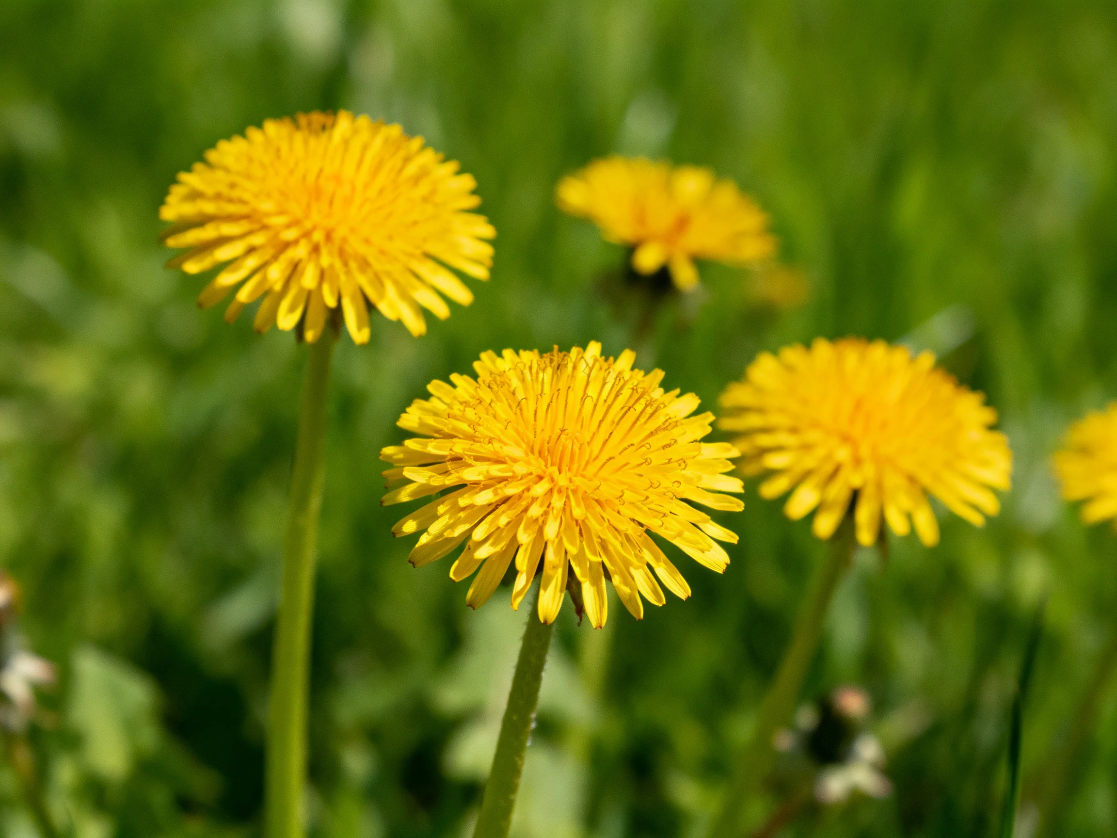 Four bright yellow dandelion blooms in a green meadow