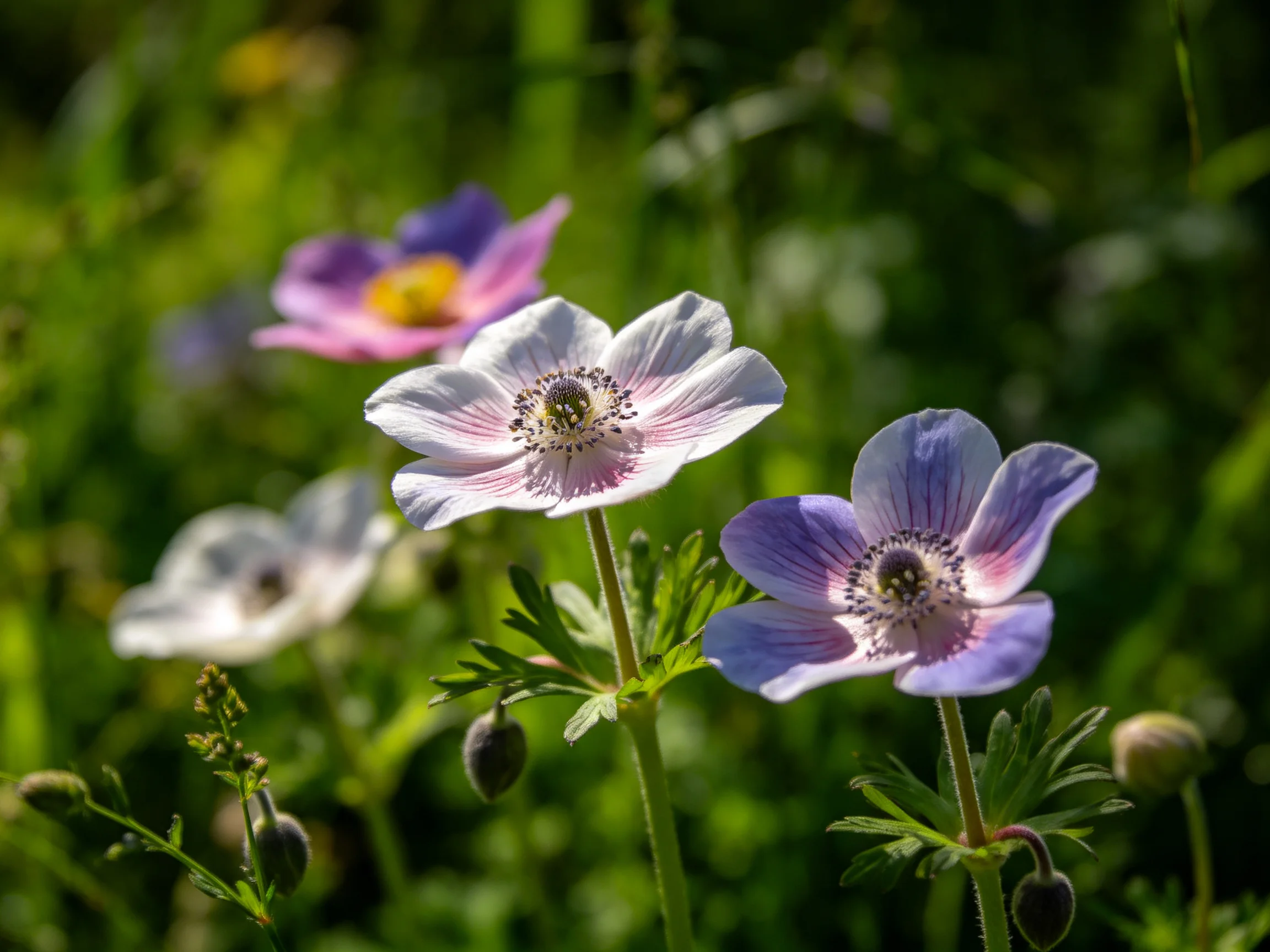 Four colorful anemone flowers bloom among lush green foliage