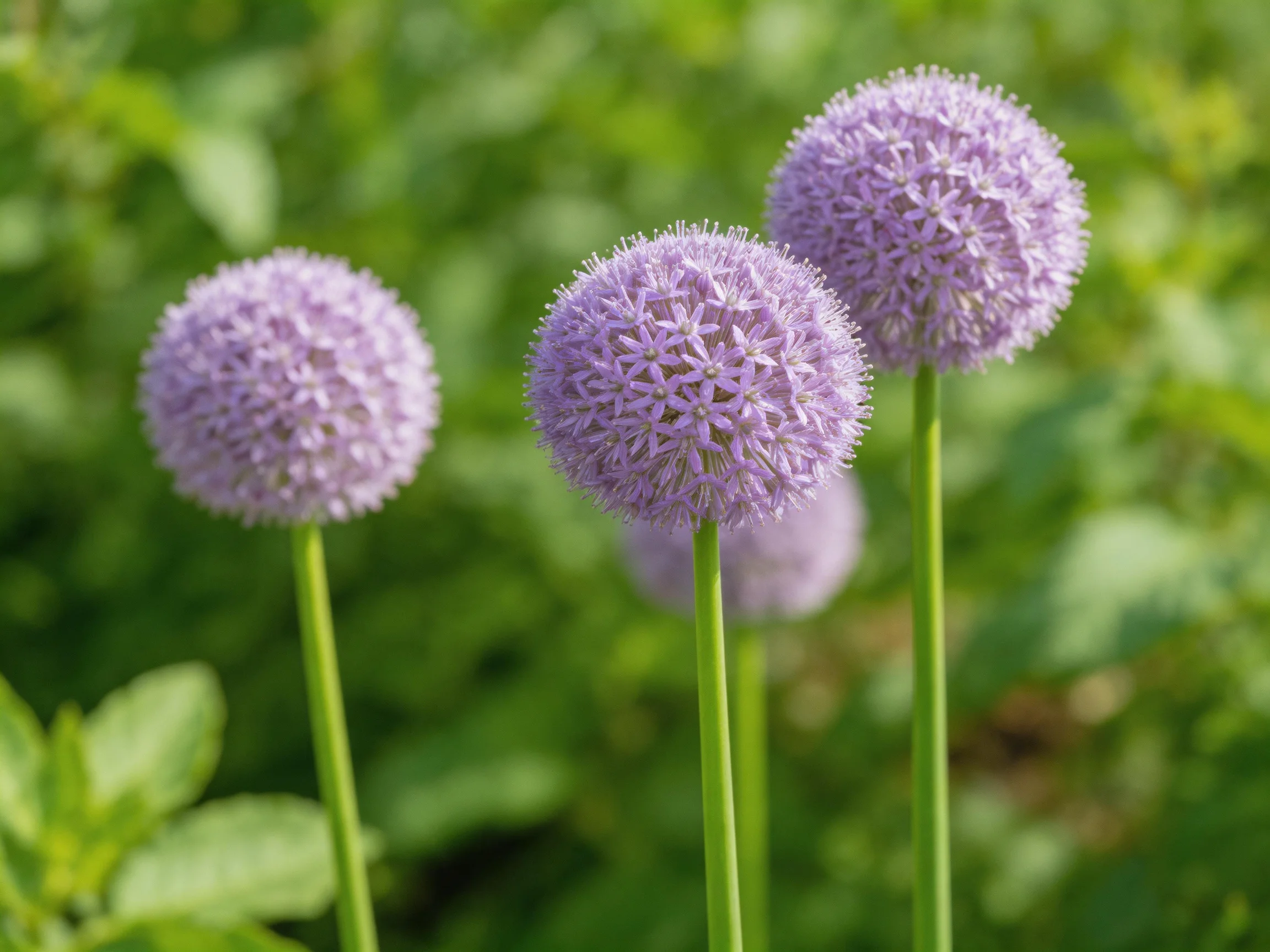 Four spherical lavender blooms stand among green foliage