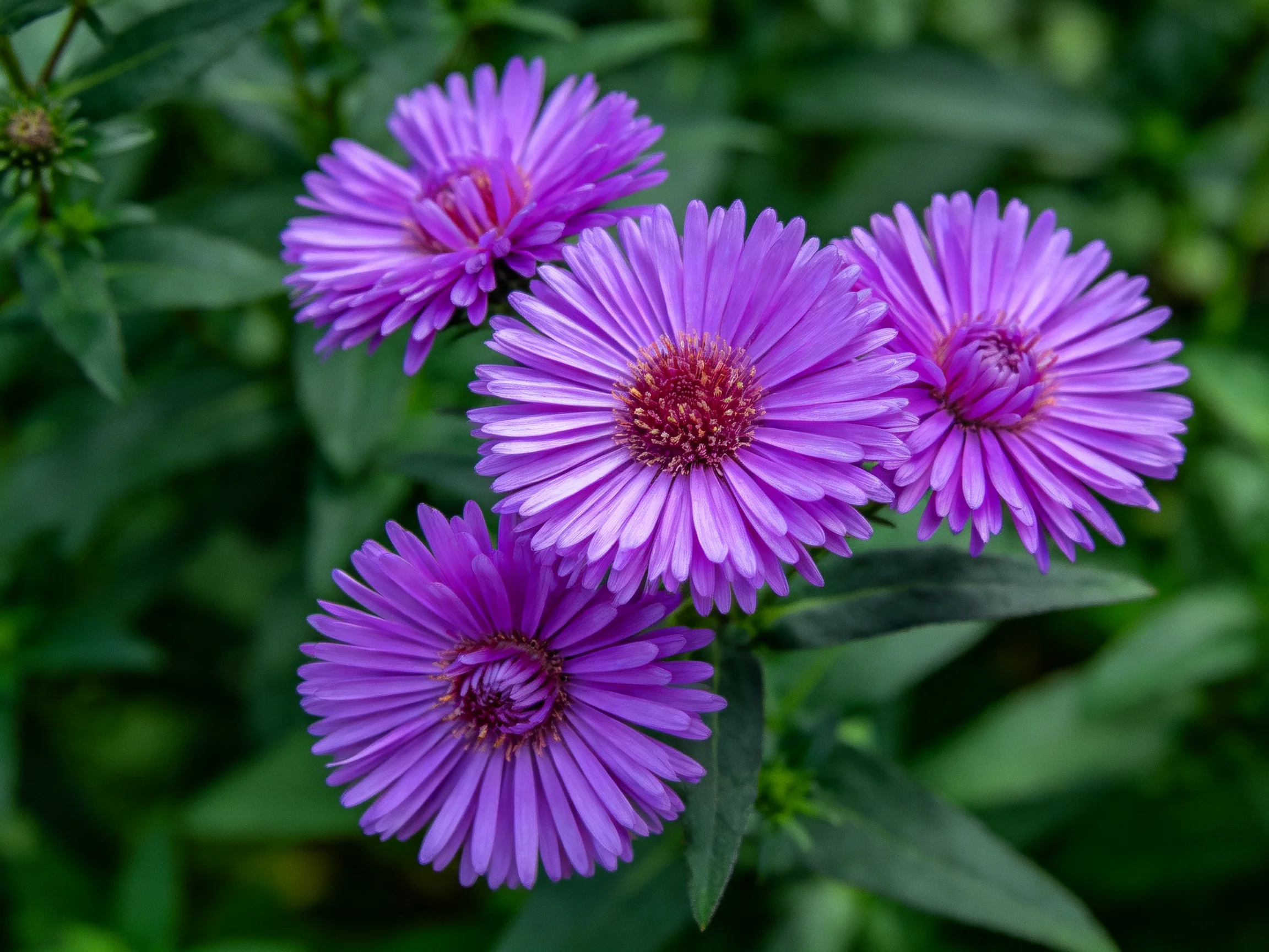 Four vibrant purple aster blooms amid lush green foliage