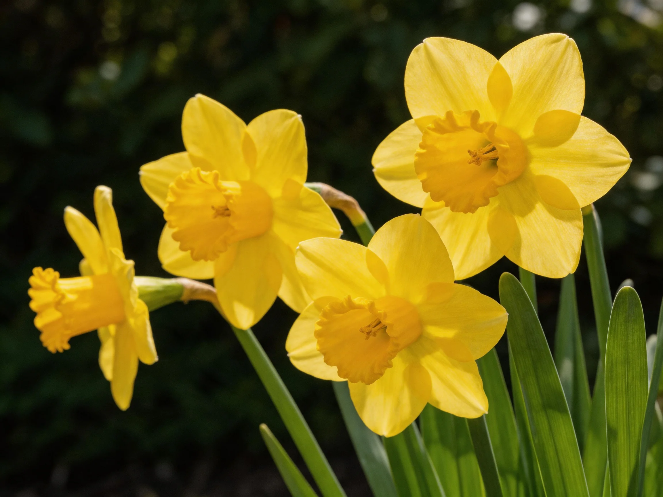 Four vibrant yellow daffodils blooming among green foliage