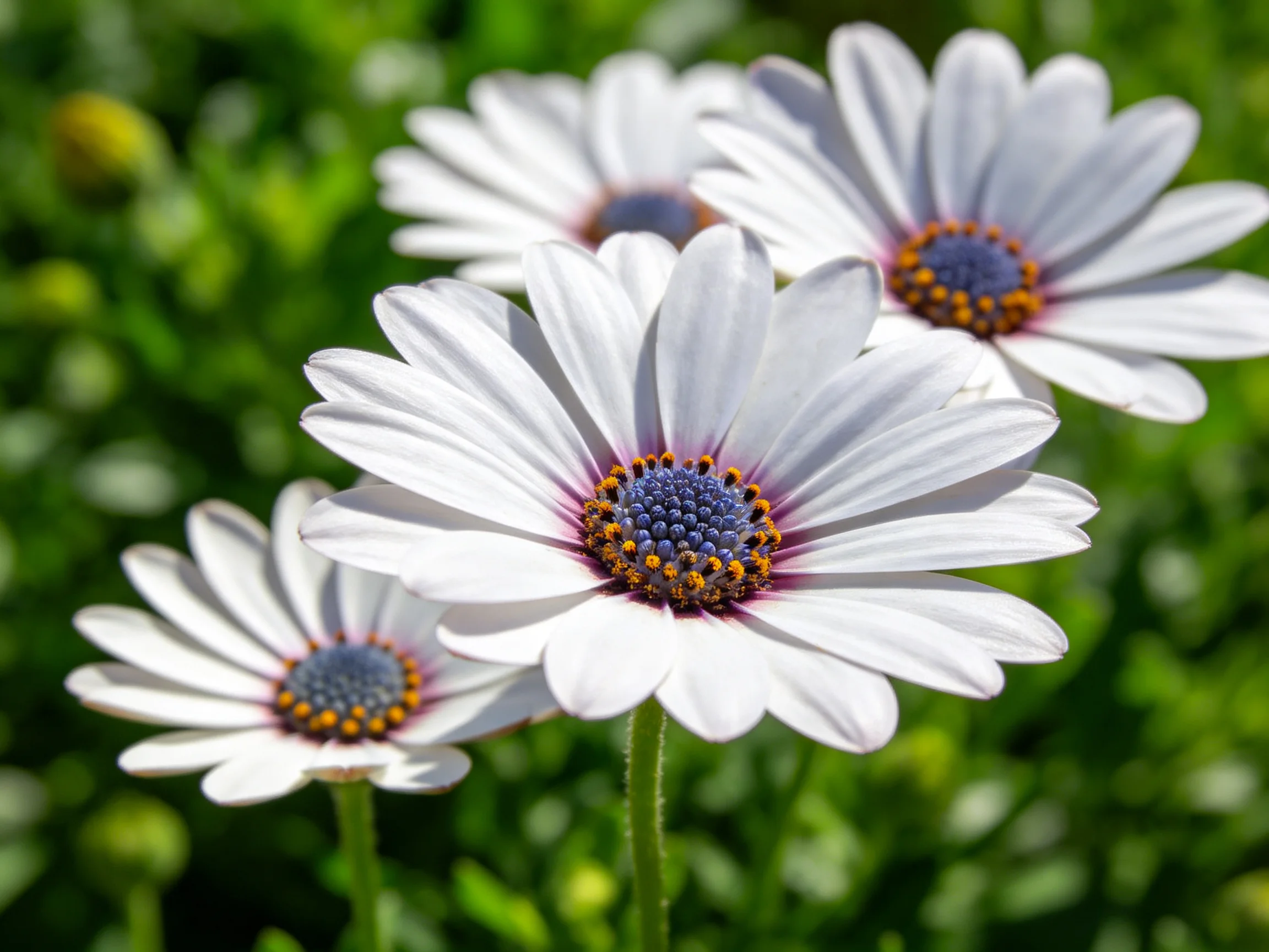 Four white daisies with purple-blue centers bloom among green foliage